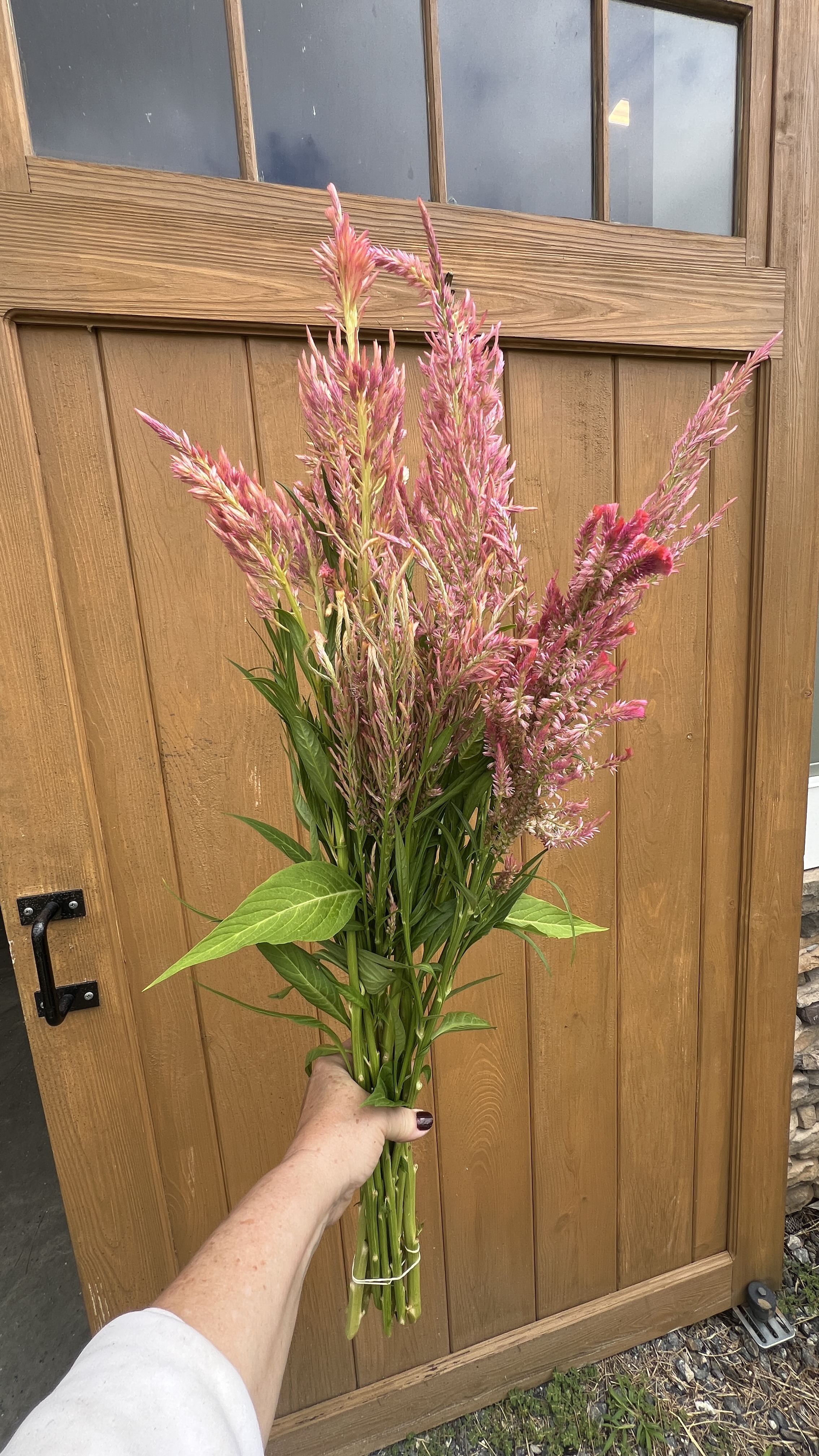 CELOSIA argentea var. plumosa Spun Sugar