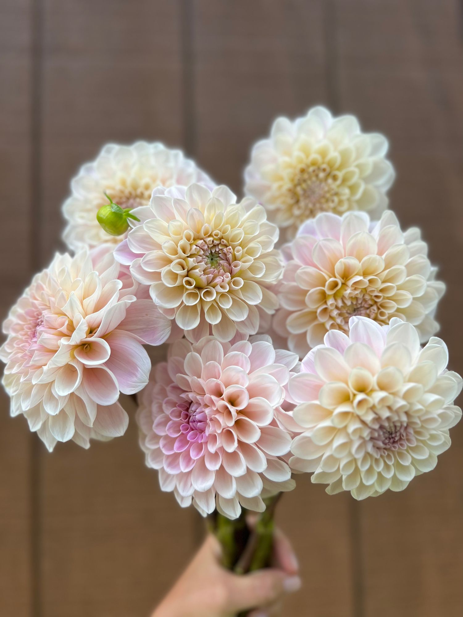 DAHLIA Sweet Nathalie