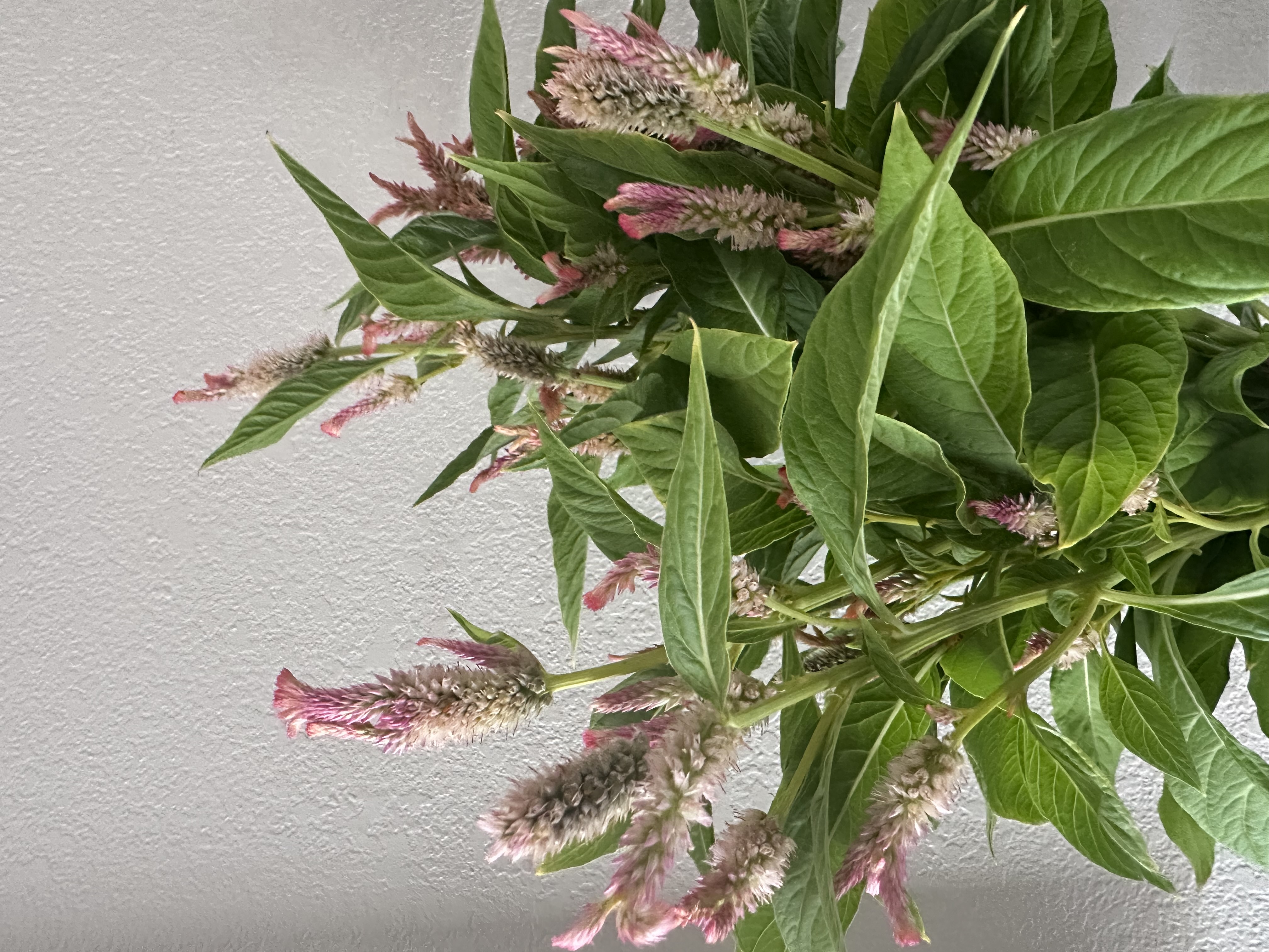 CELOSIA argentea cristata Dusty Rose