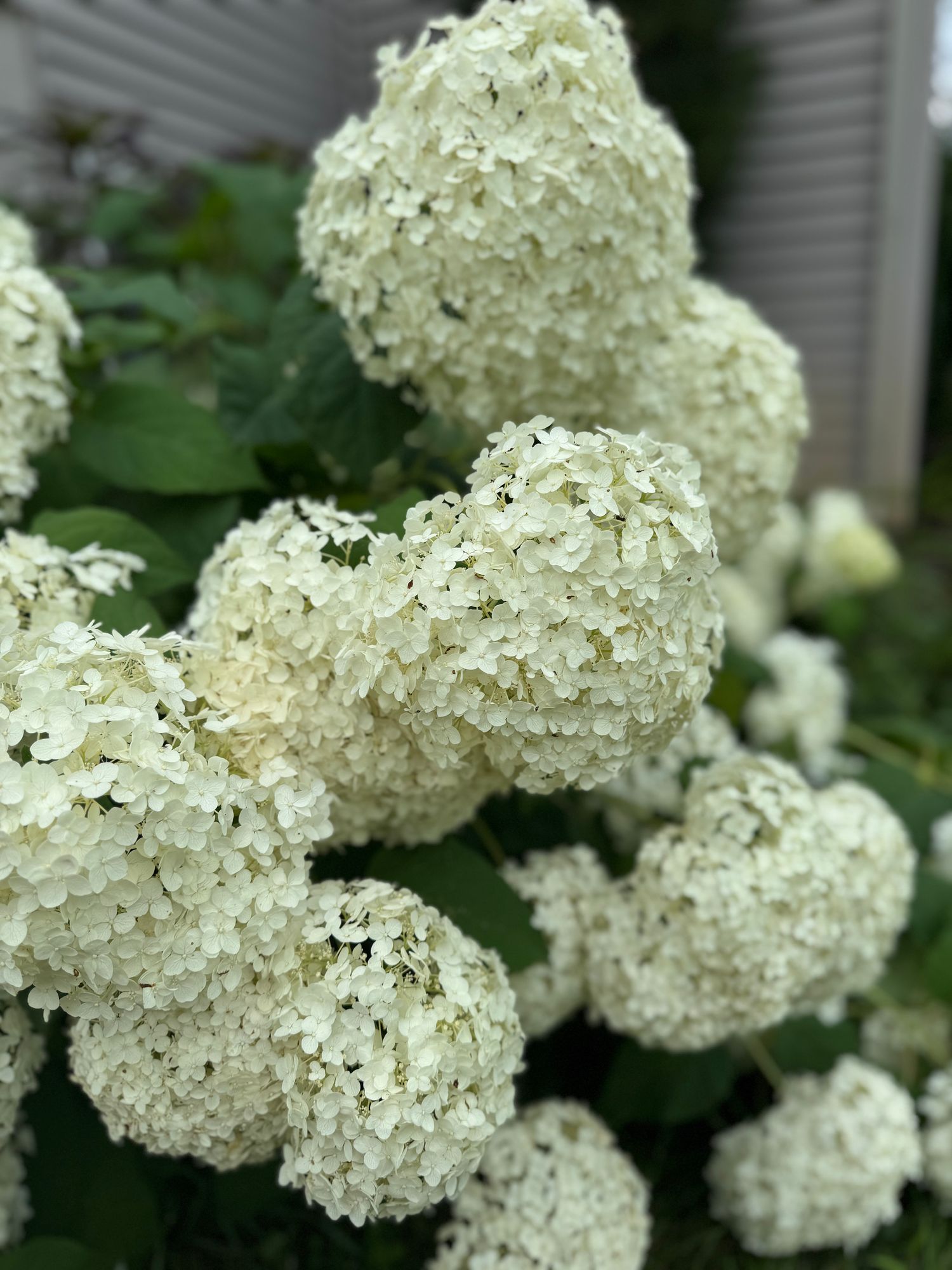 HYDRANGEA arborescens Incrediball