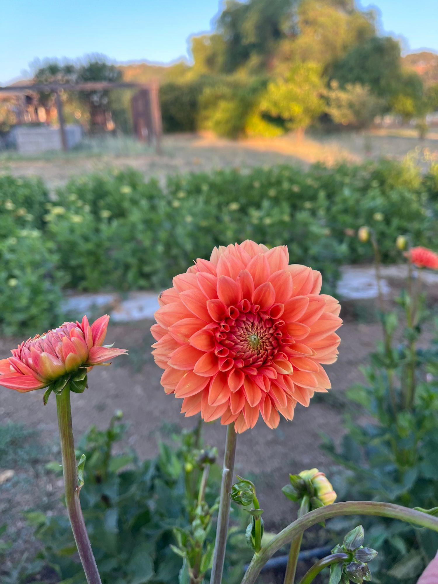DAHLIA Sylvia