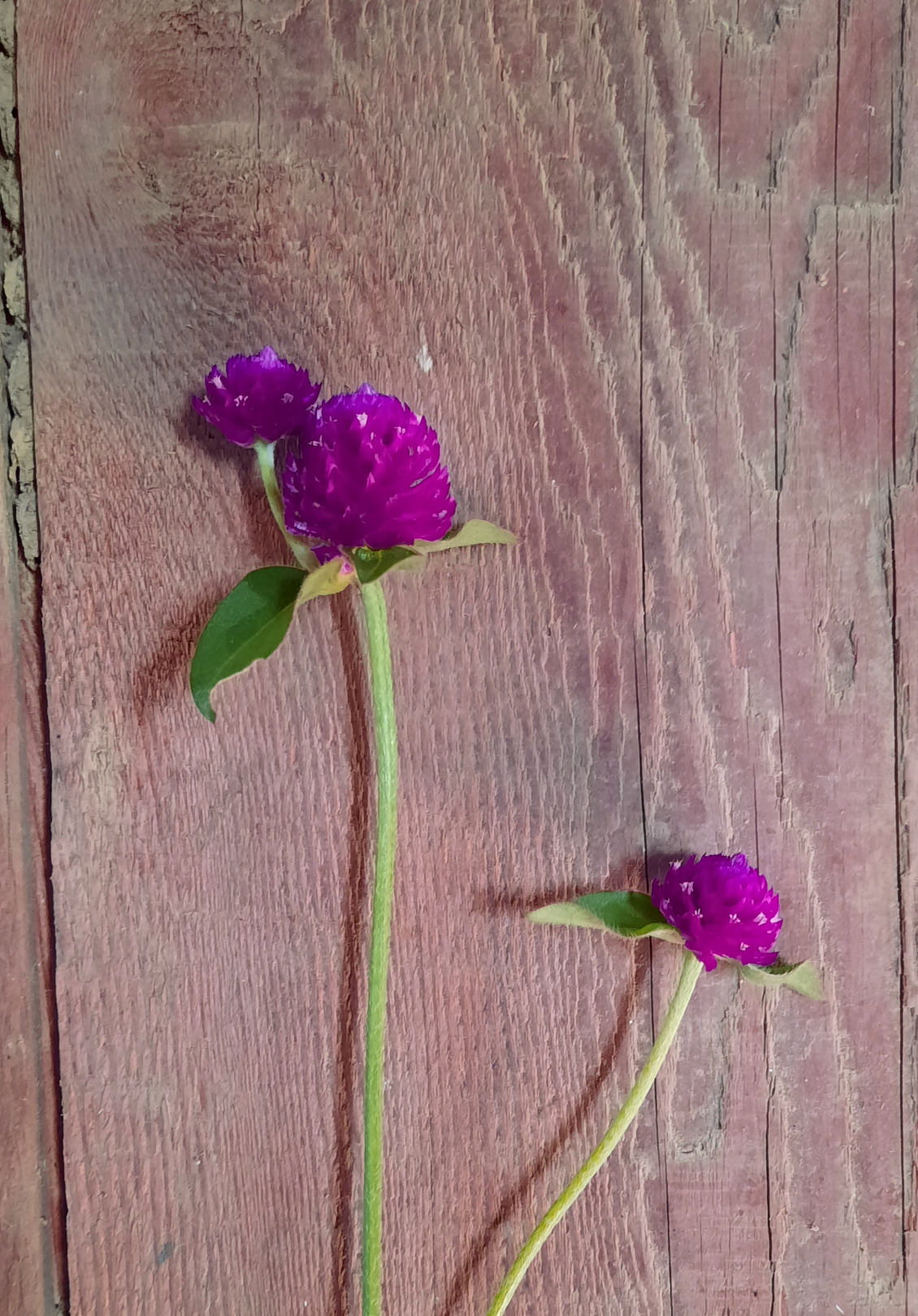 GOMPHRENA globosa QIS