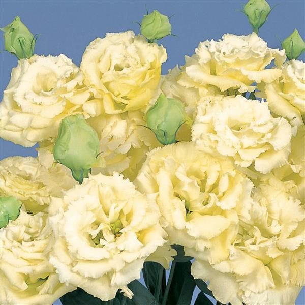 Lisianthus Voyage Yellow