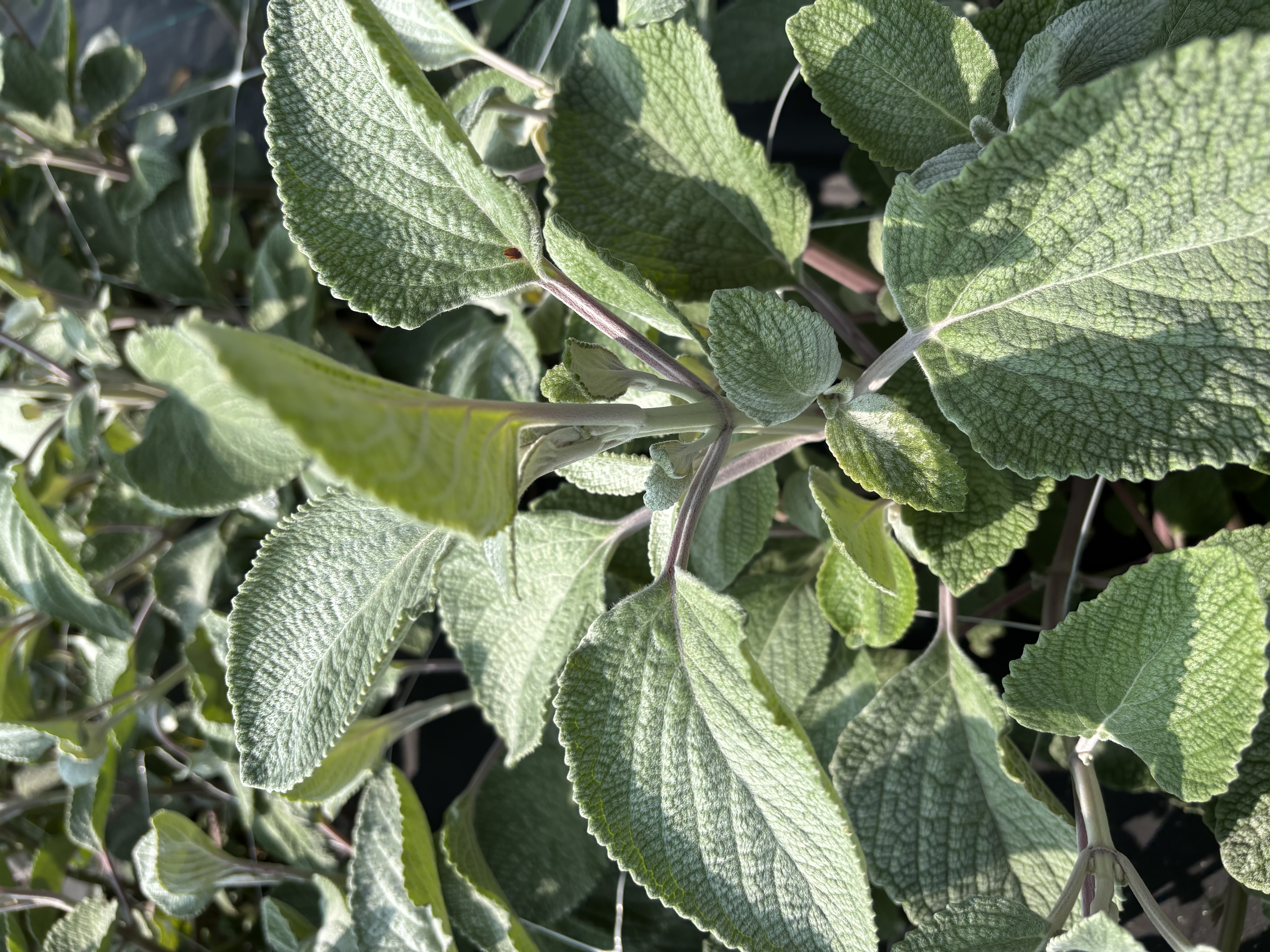 Plectranthus