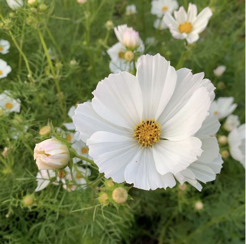 COSMOS bipinnatus Afternoon White