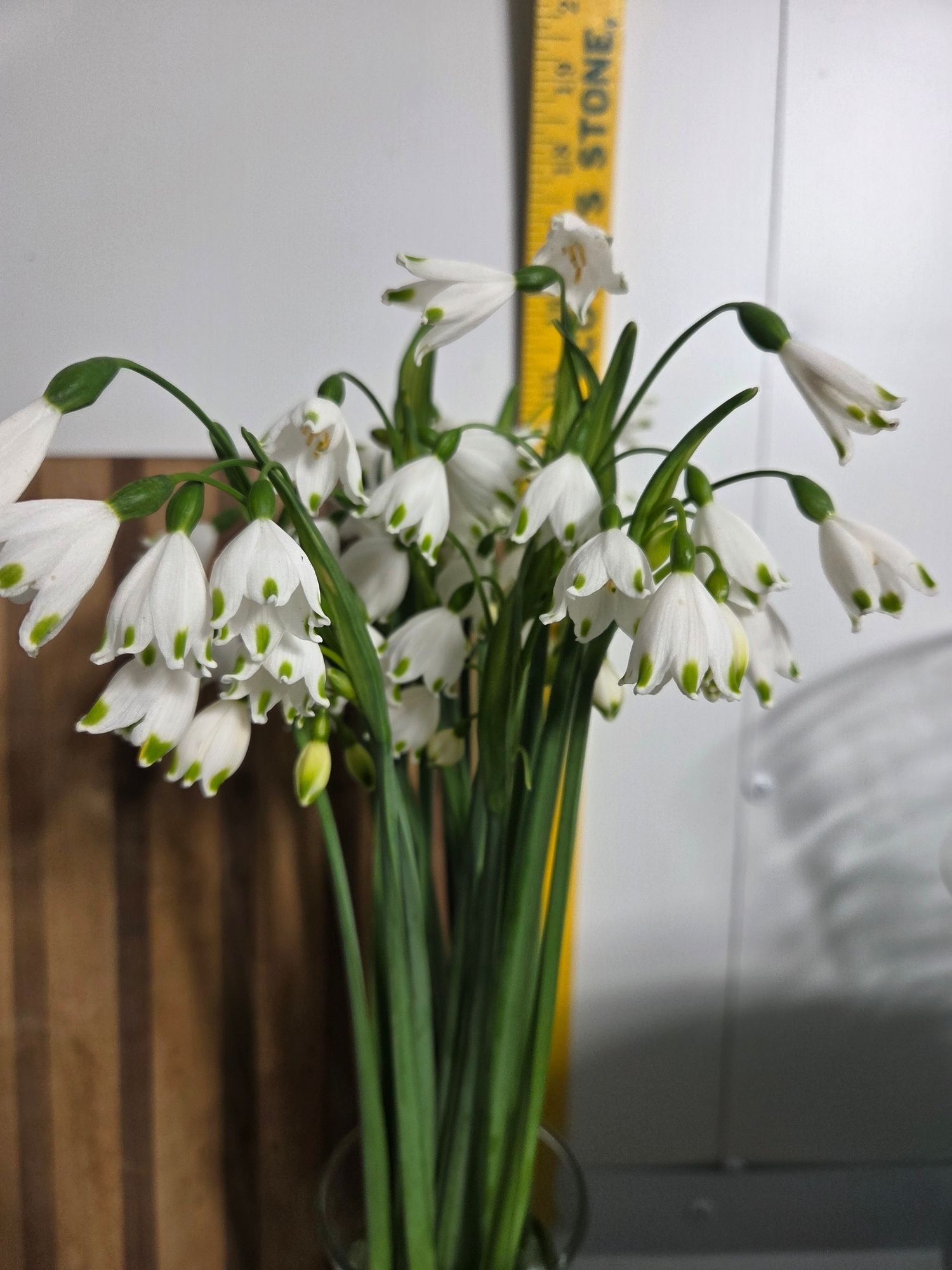 GALANTHUS elwesii