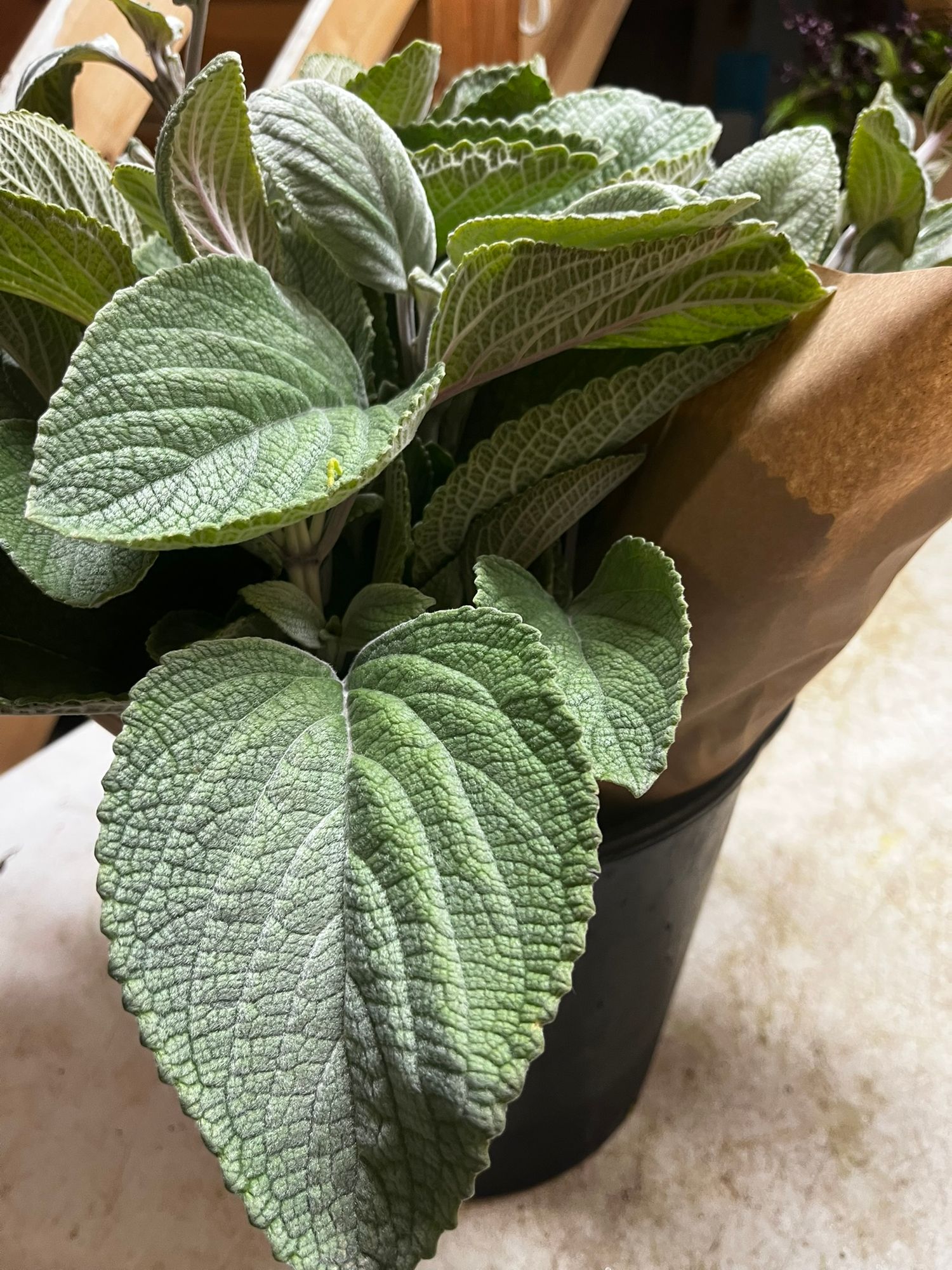 PLECTRANTHUS argentatus