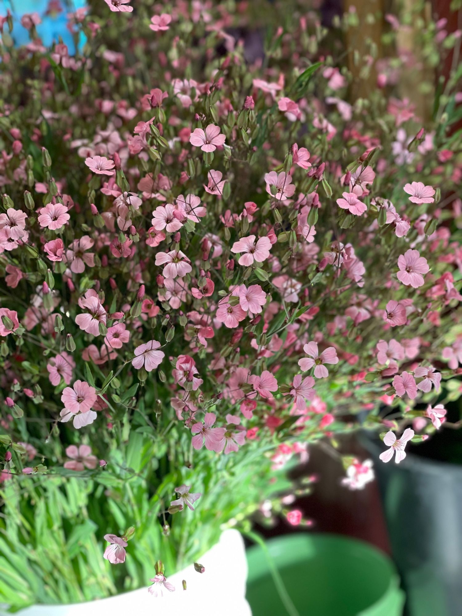 SAPONARIA officinalis