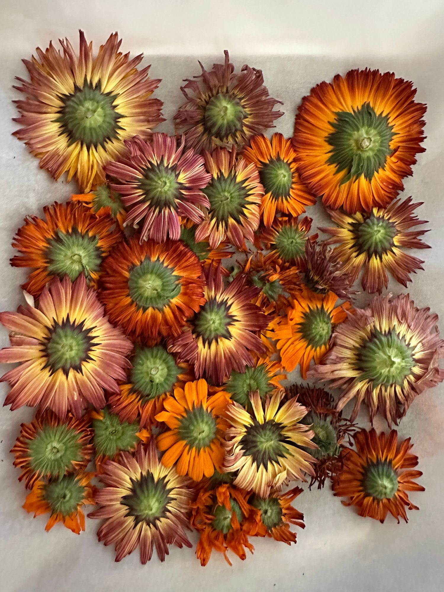 CALENDULA officinalis Pink Surprise