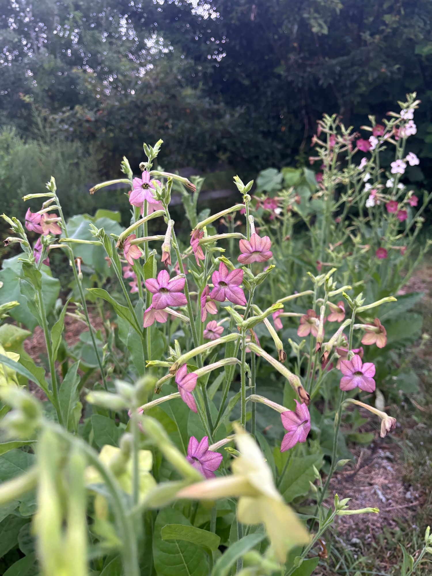 NICOTIANA x sanderae Select Watercolors