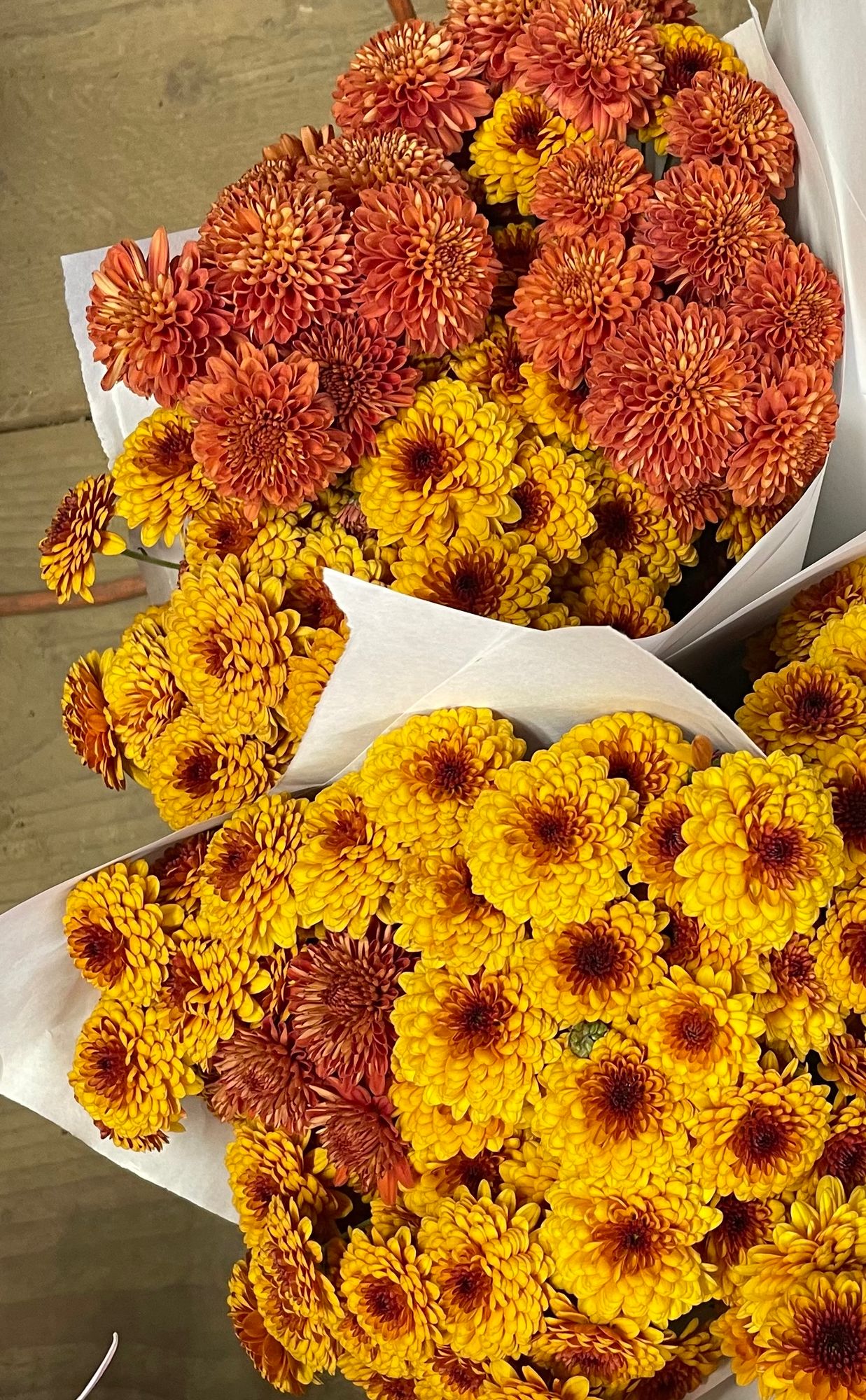 CHRYSANTHEMUM
