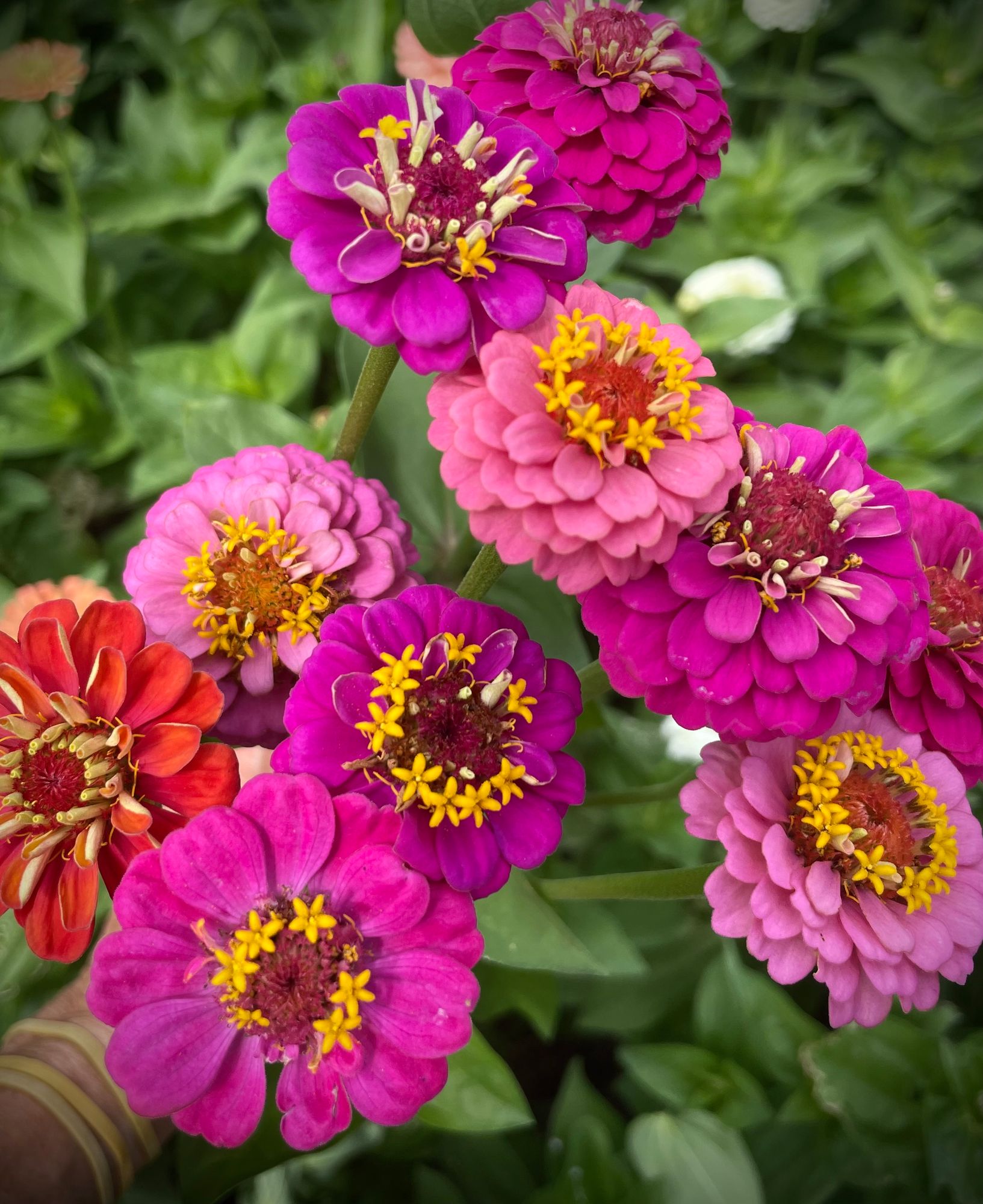 ZINNIA elegans Lilliput Rose