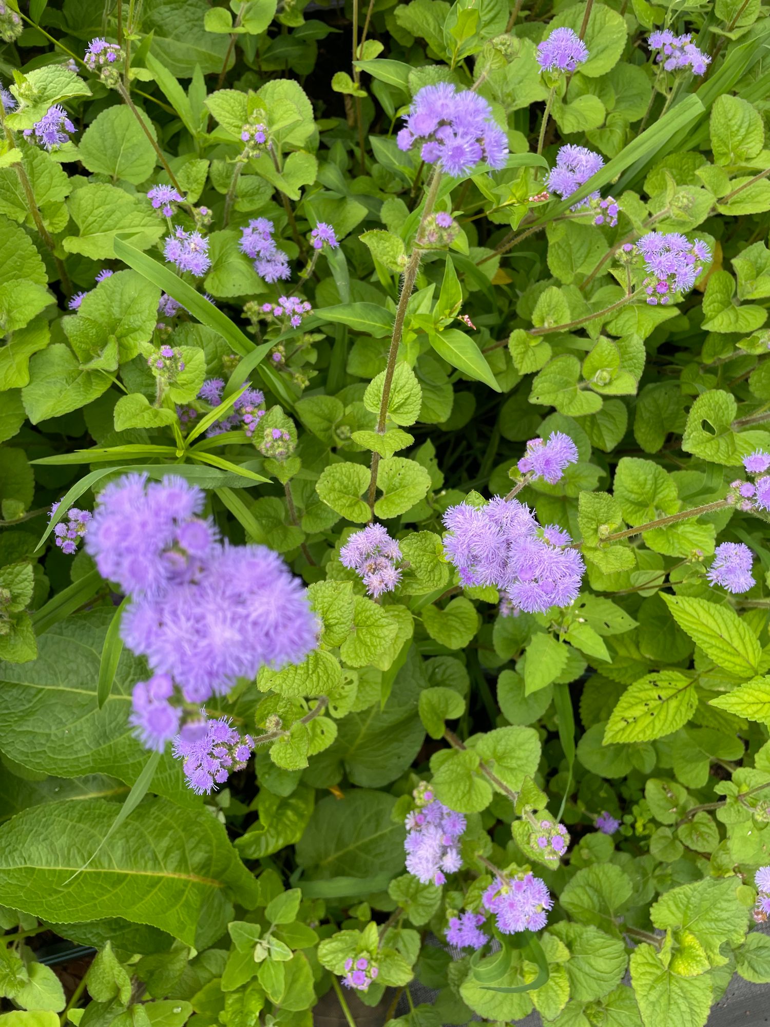 AGERATUM houstonianum Blue Horizon