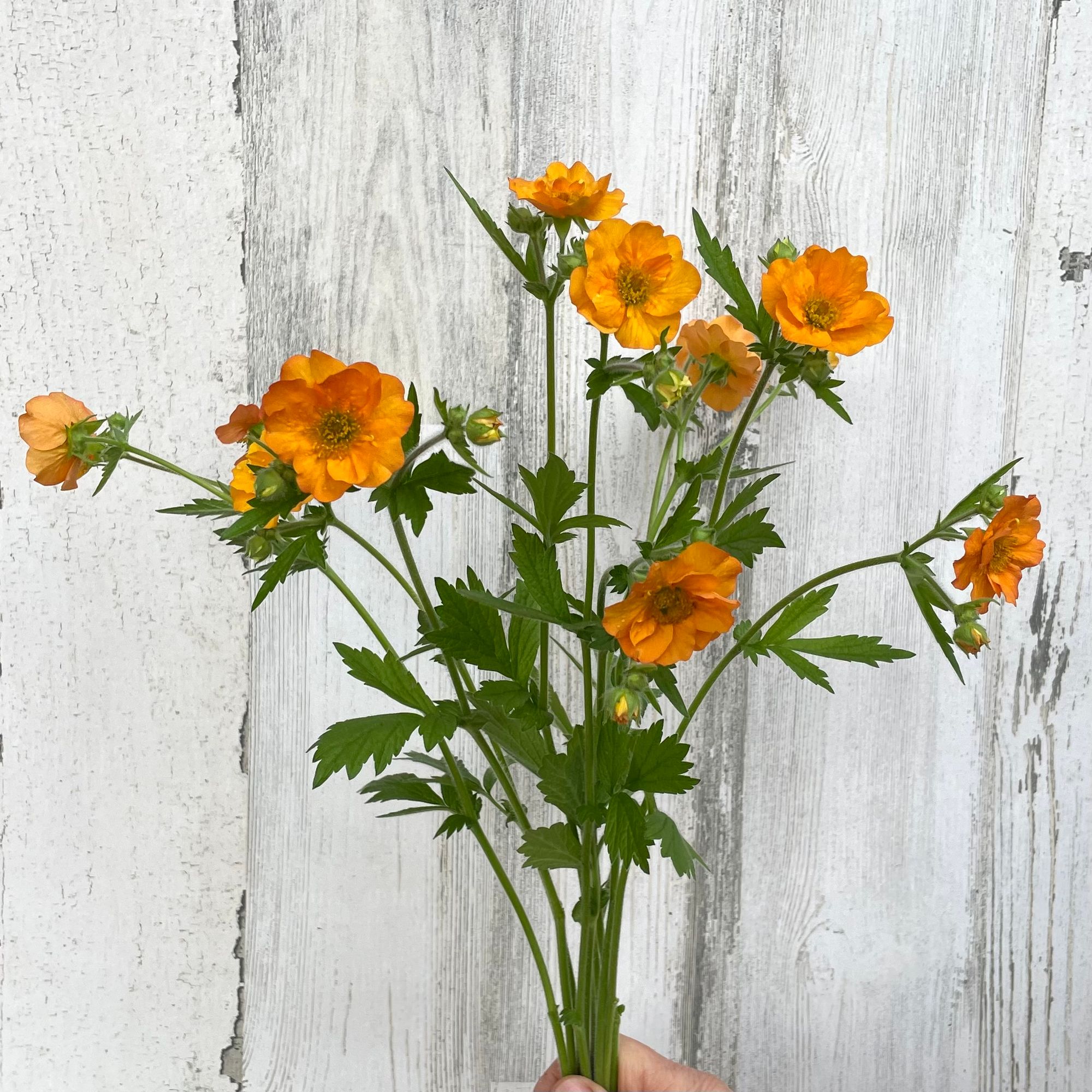 GEUM coccineum Totally Tangerine
