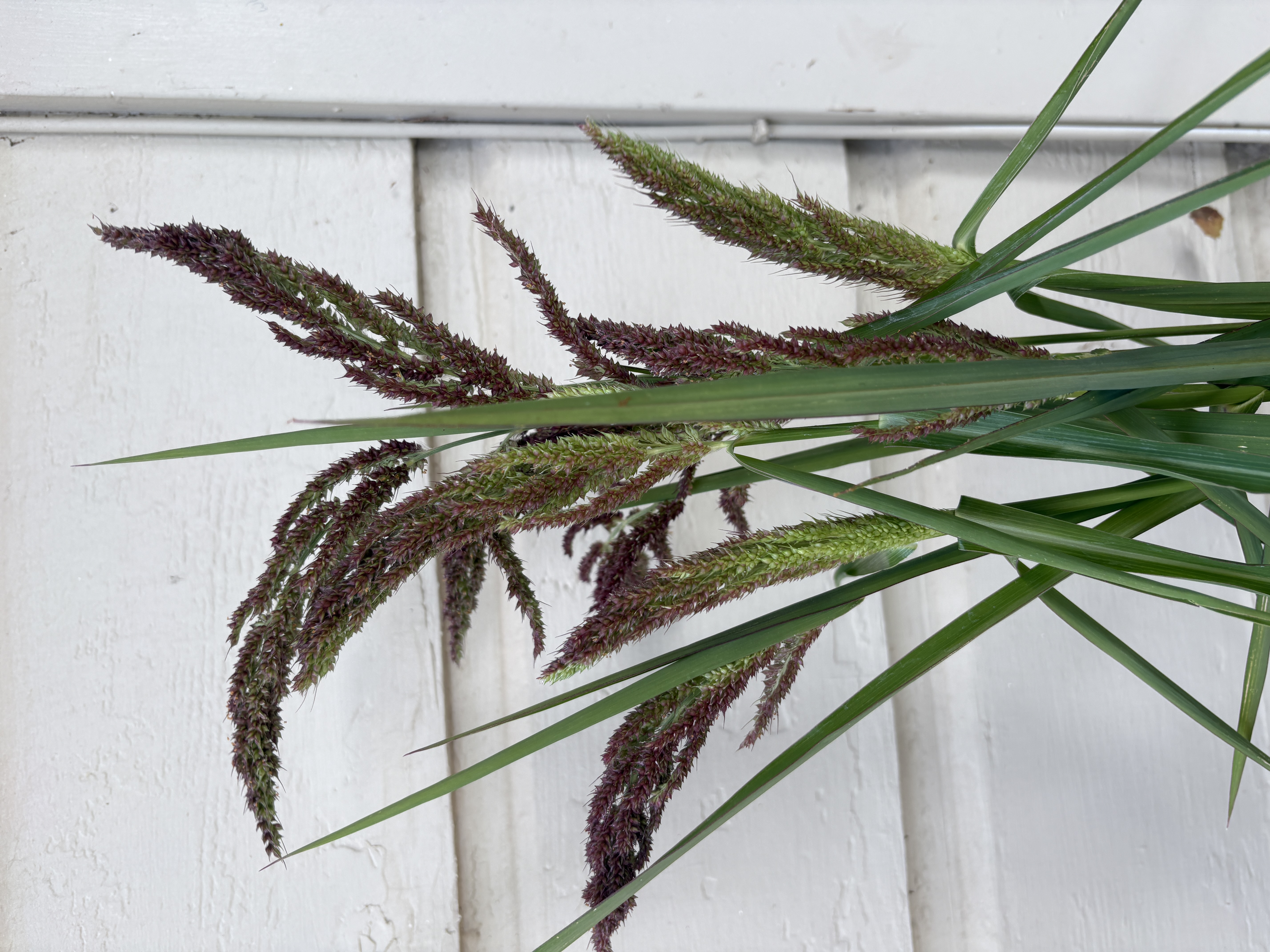 ORNAMENTAL GRASS