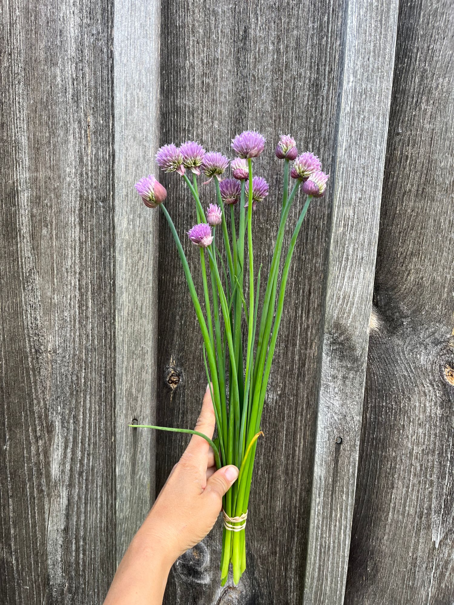 ALLIUM tuberosum