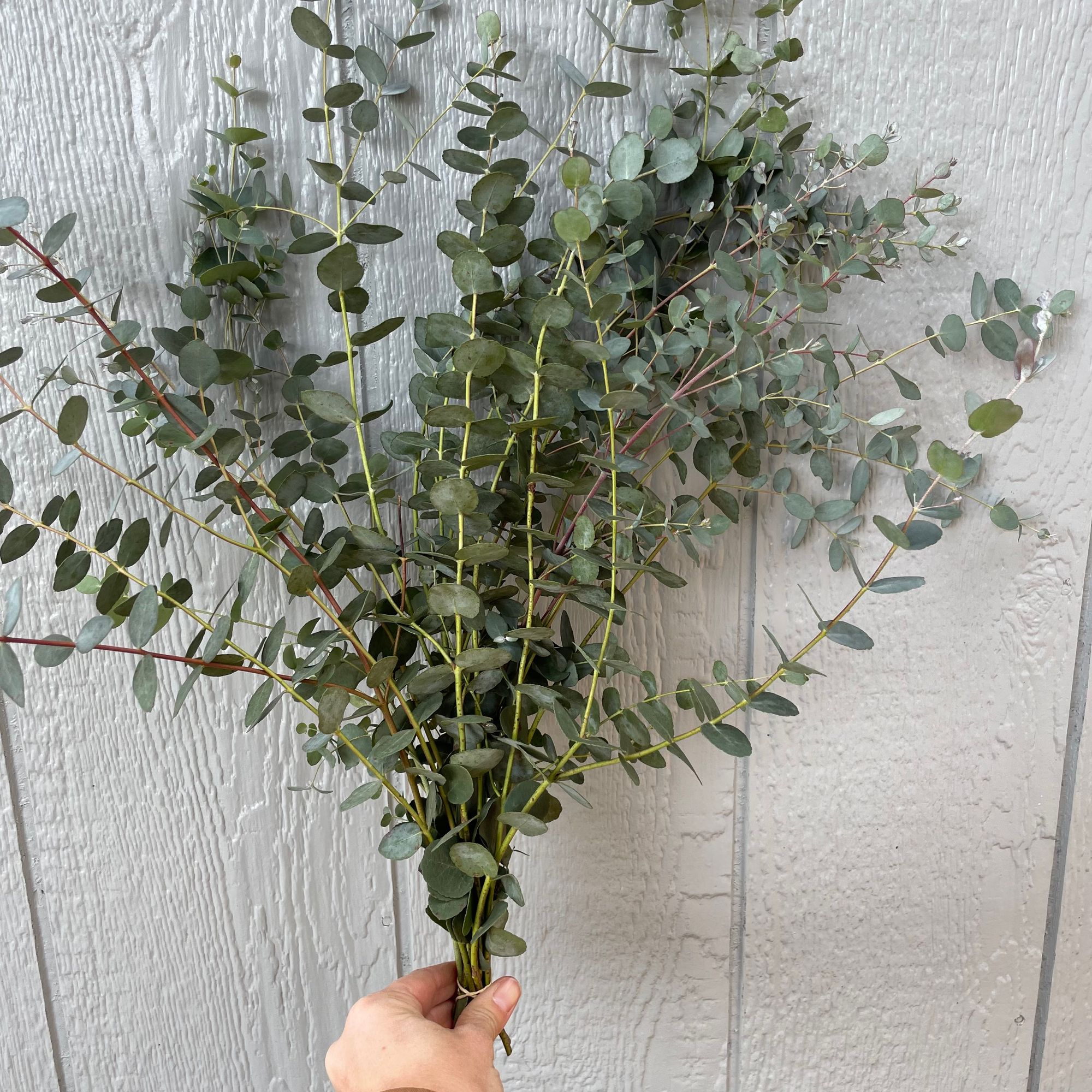 EUCALYPTUS gunnii Silver Drop