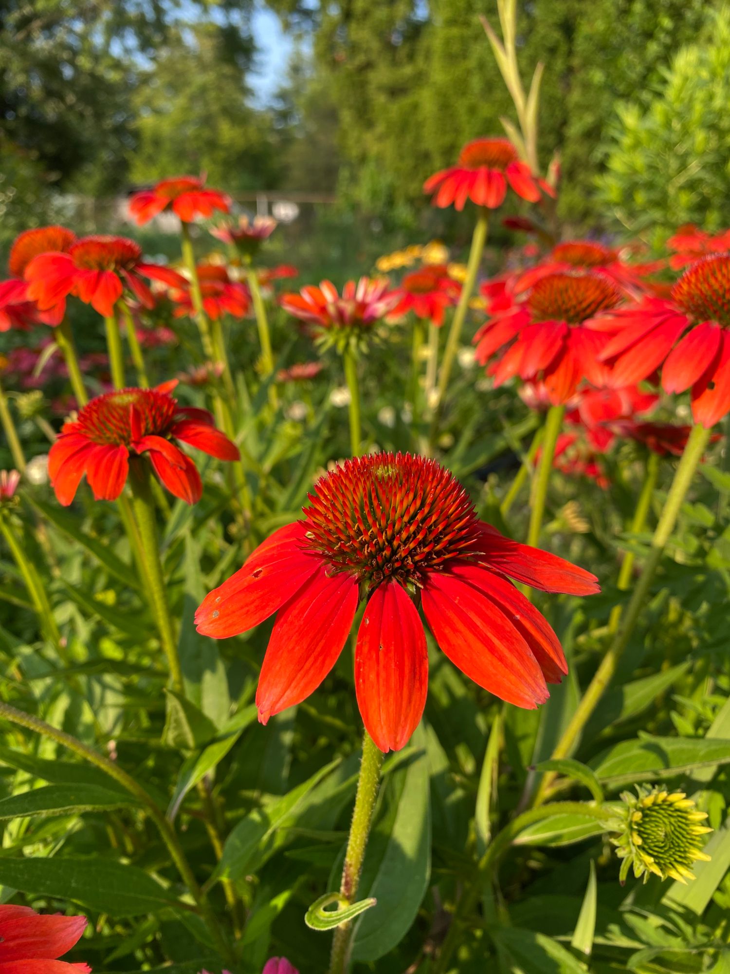 ECHINACEA purpurea PowWow Wild Berry