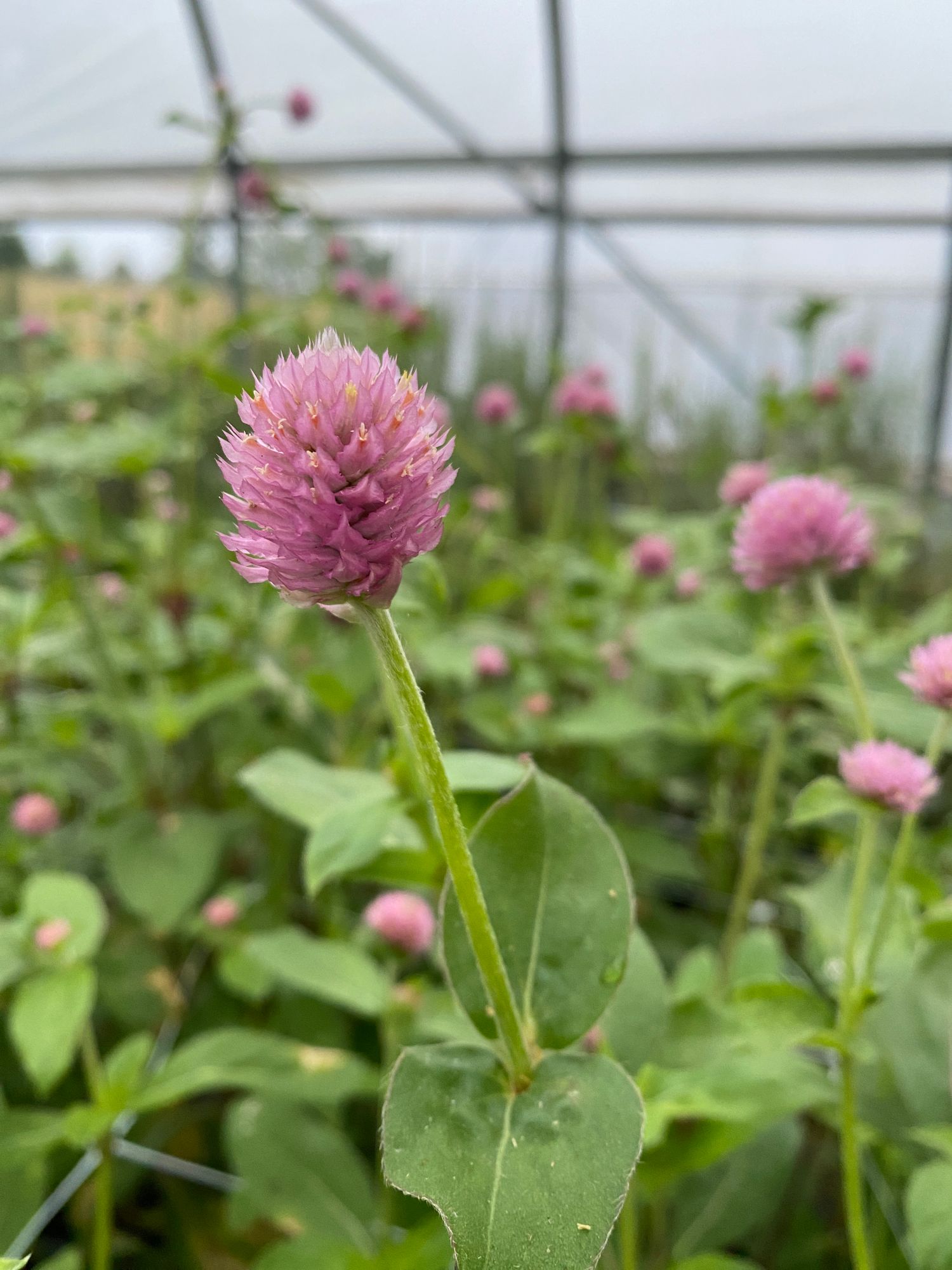 GOMPHRENA globosa