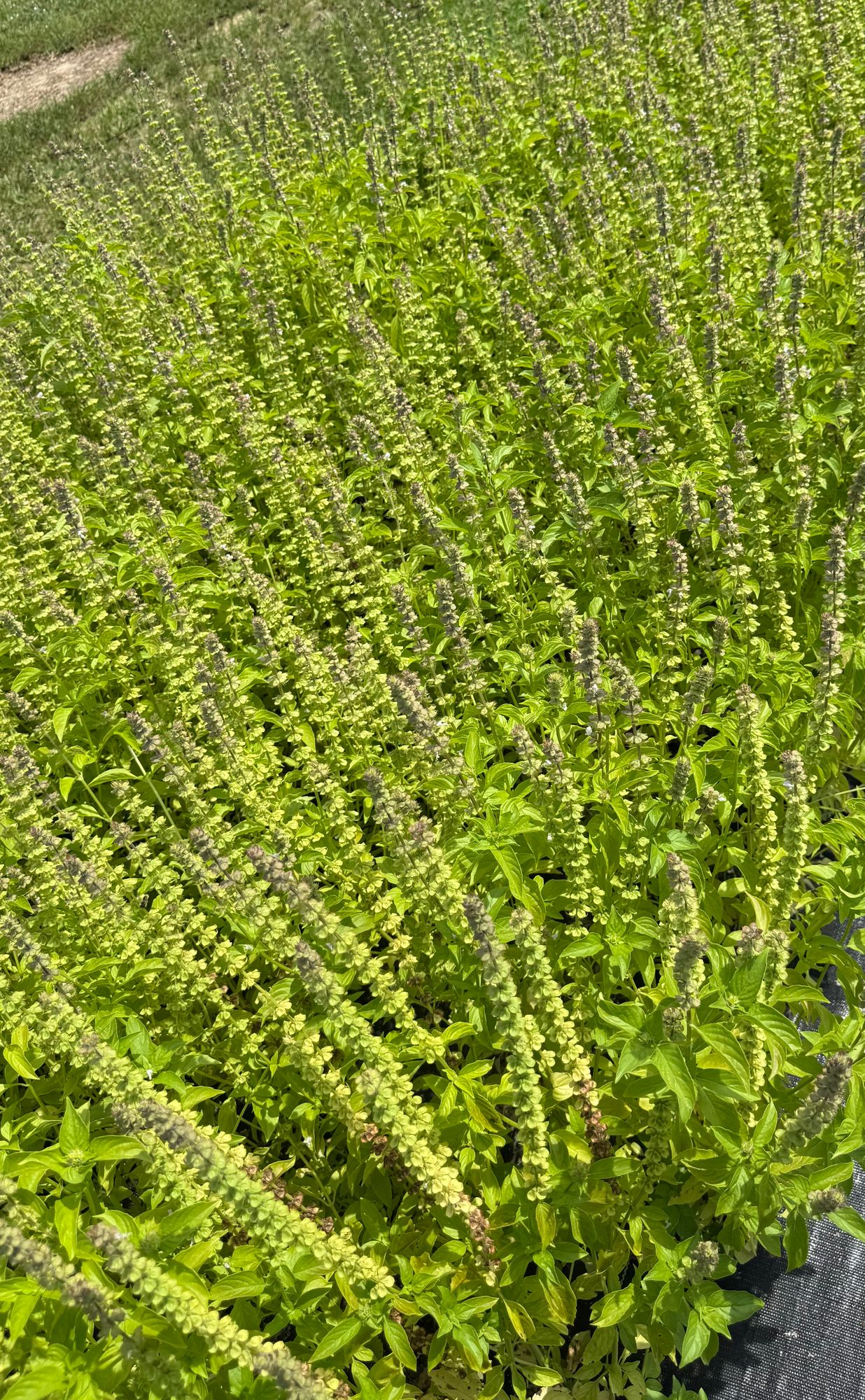 OCIMUM basilicum Citriodora