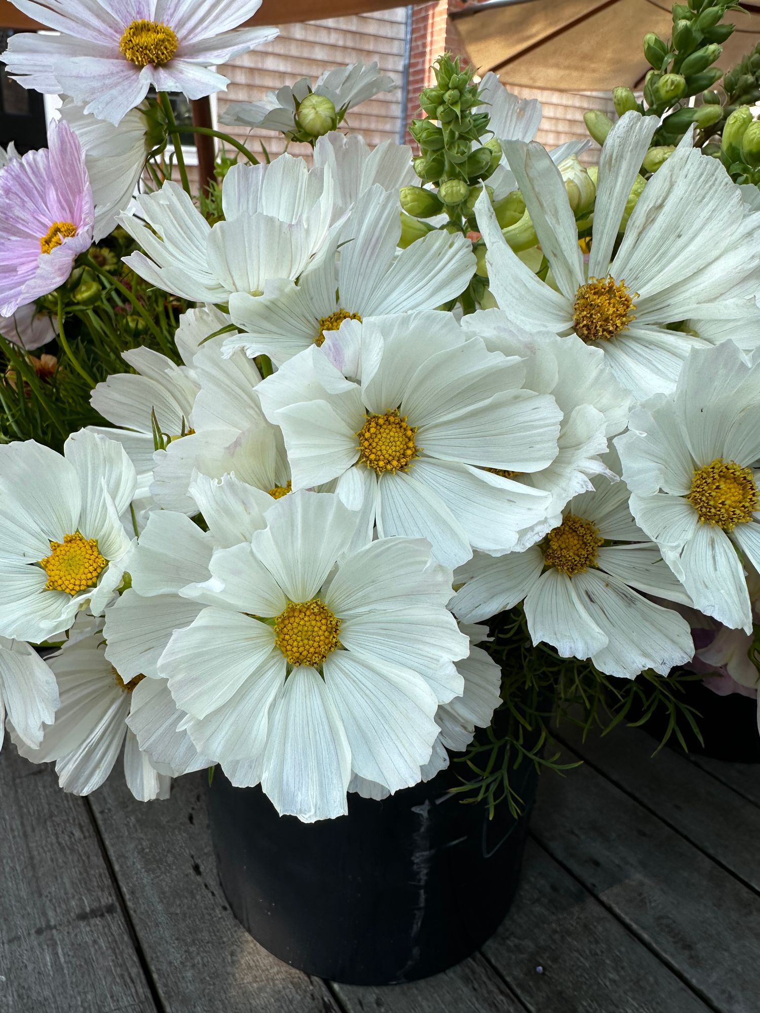 COSMOS bipinnatus