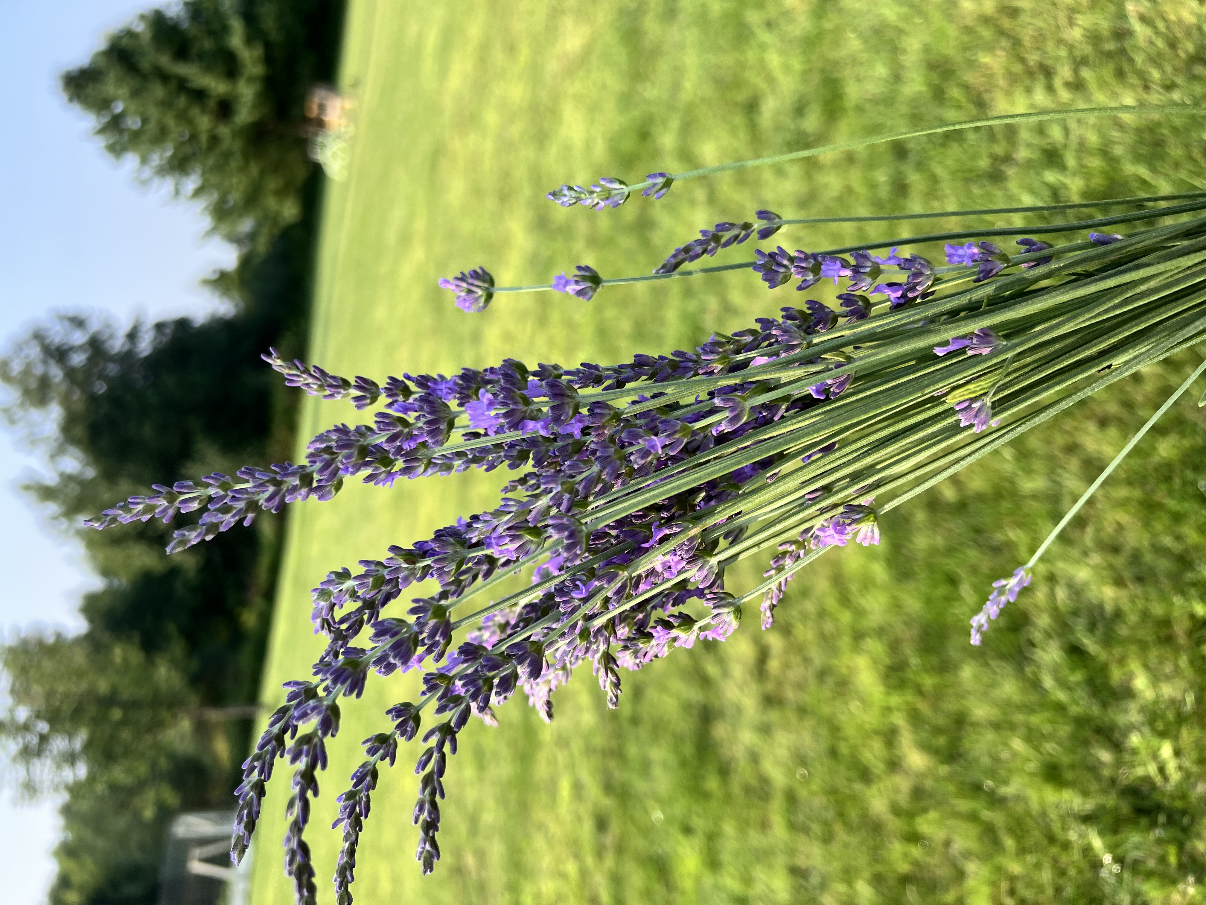 LAVENDULA x intermedia Phenomenal