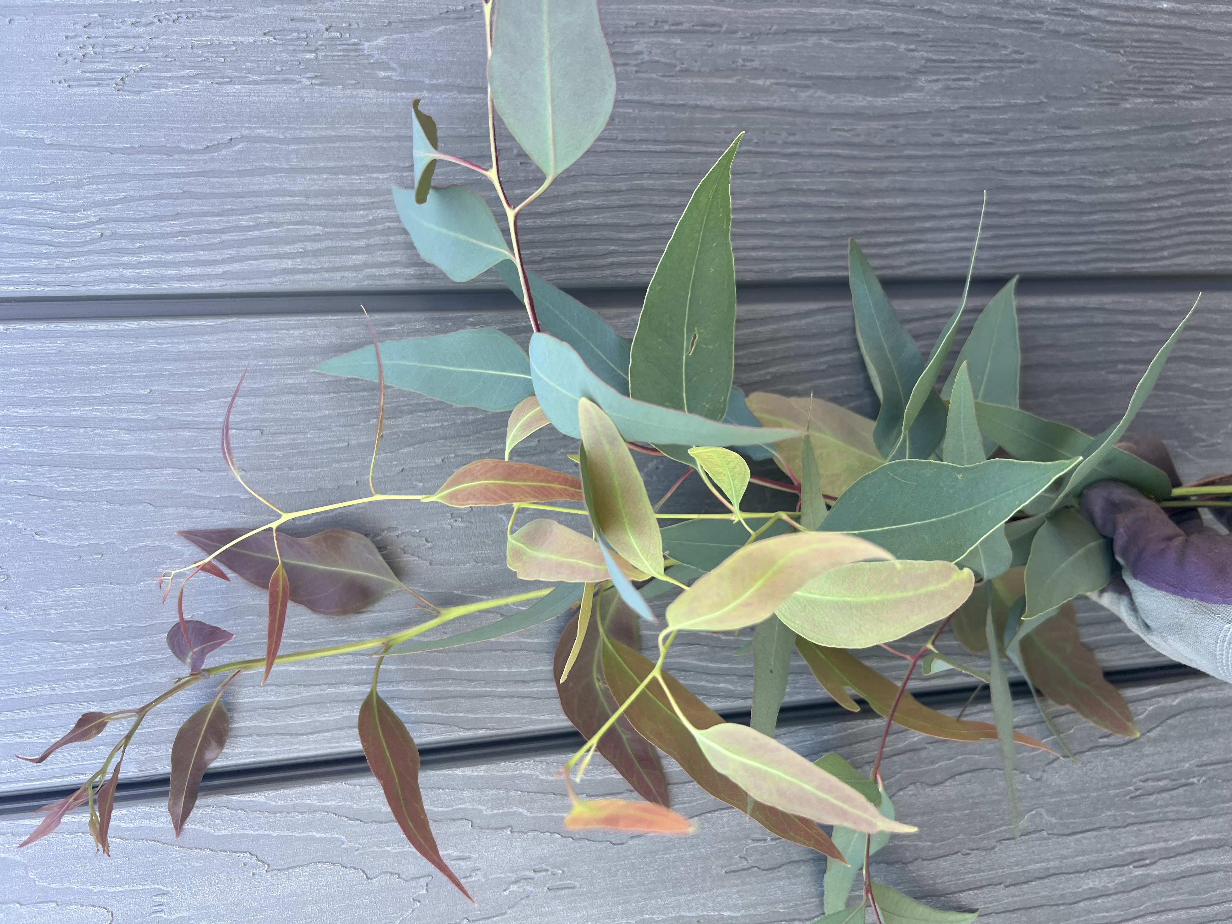 EUCALYPTUS tereticornis