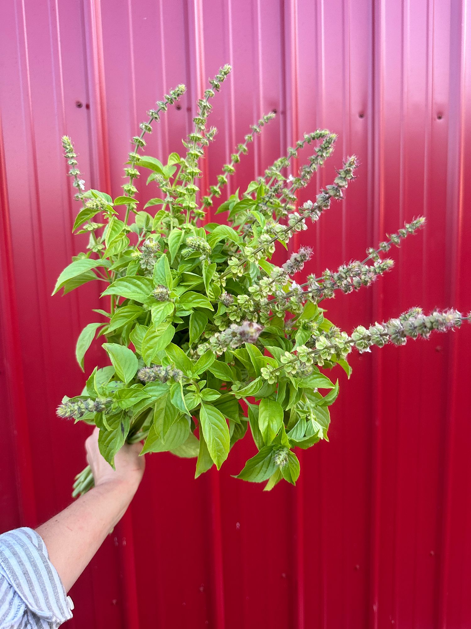 OCIMUM americanum Lemonette