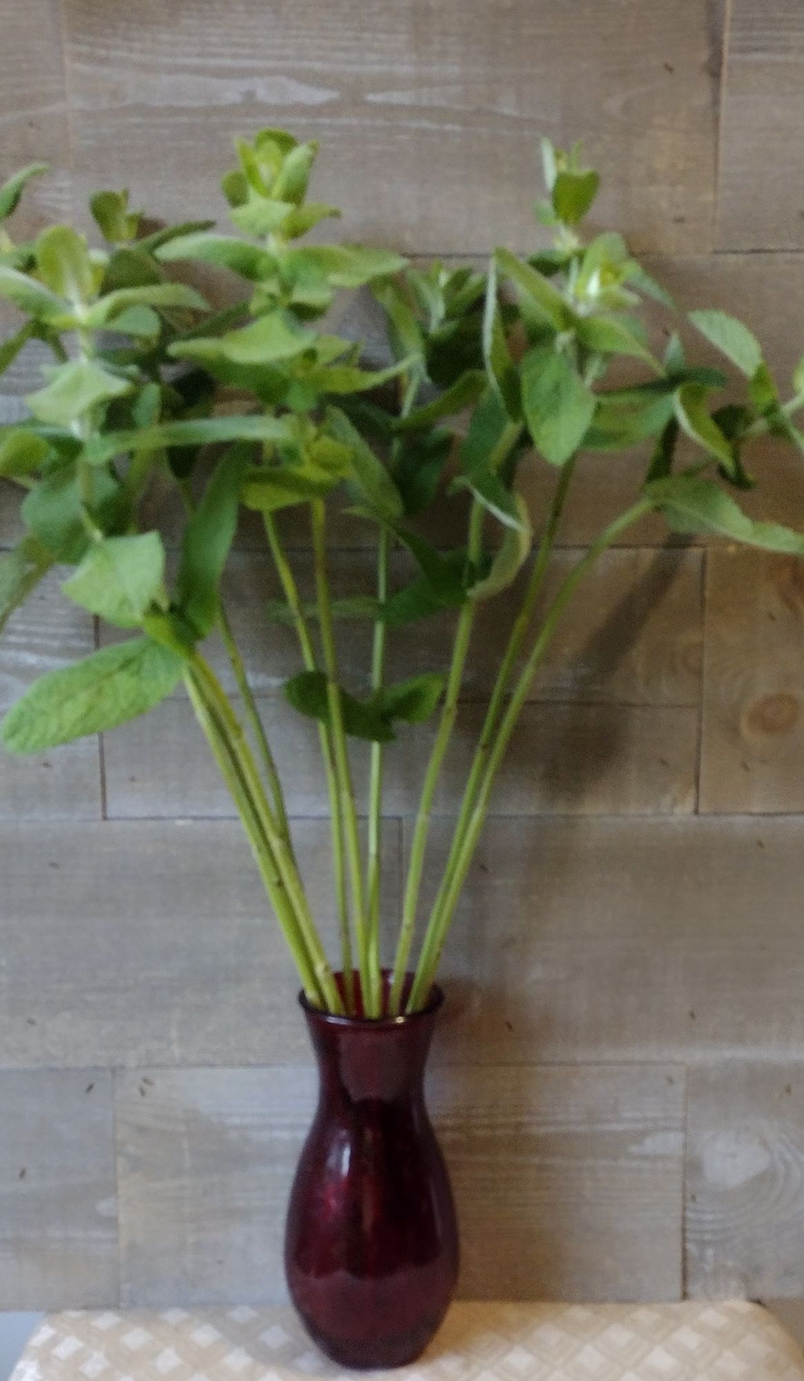 MENTHA suaveolens