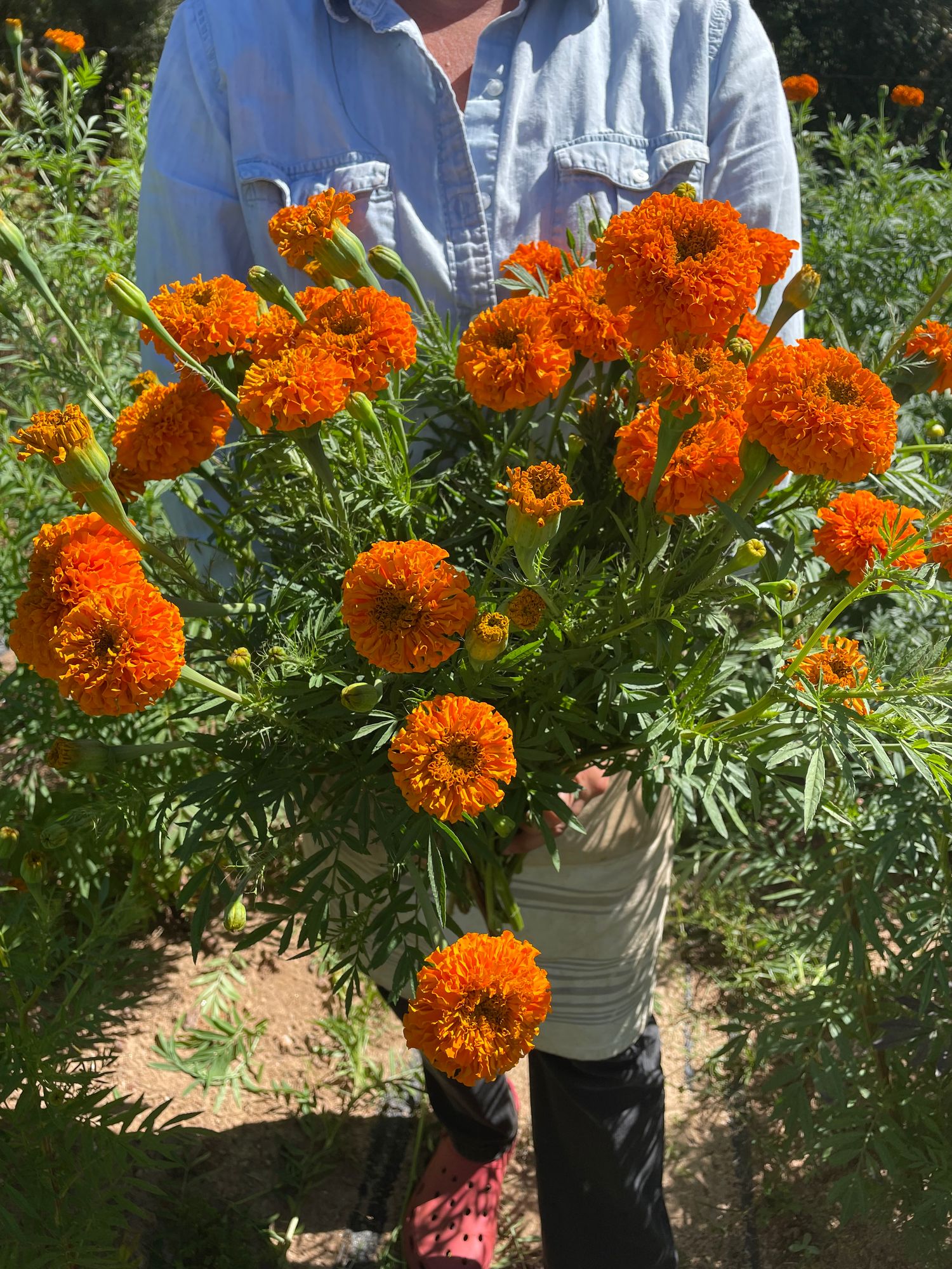 TAGETES erecta