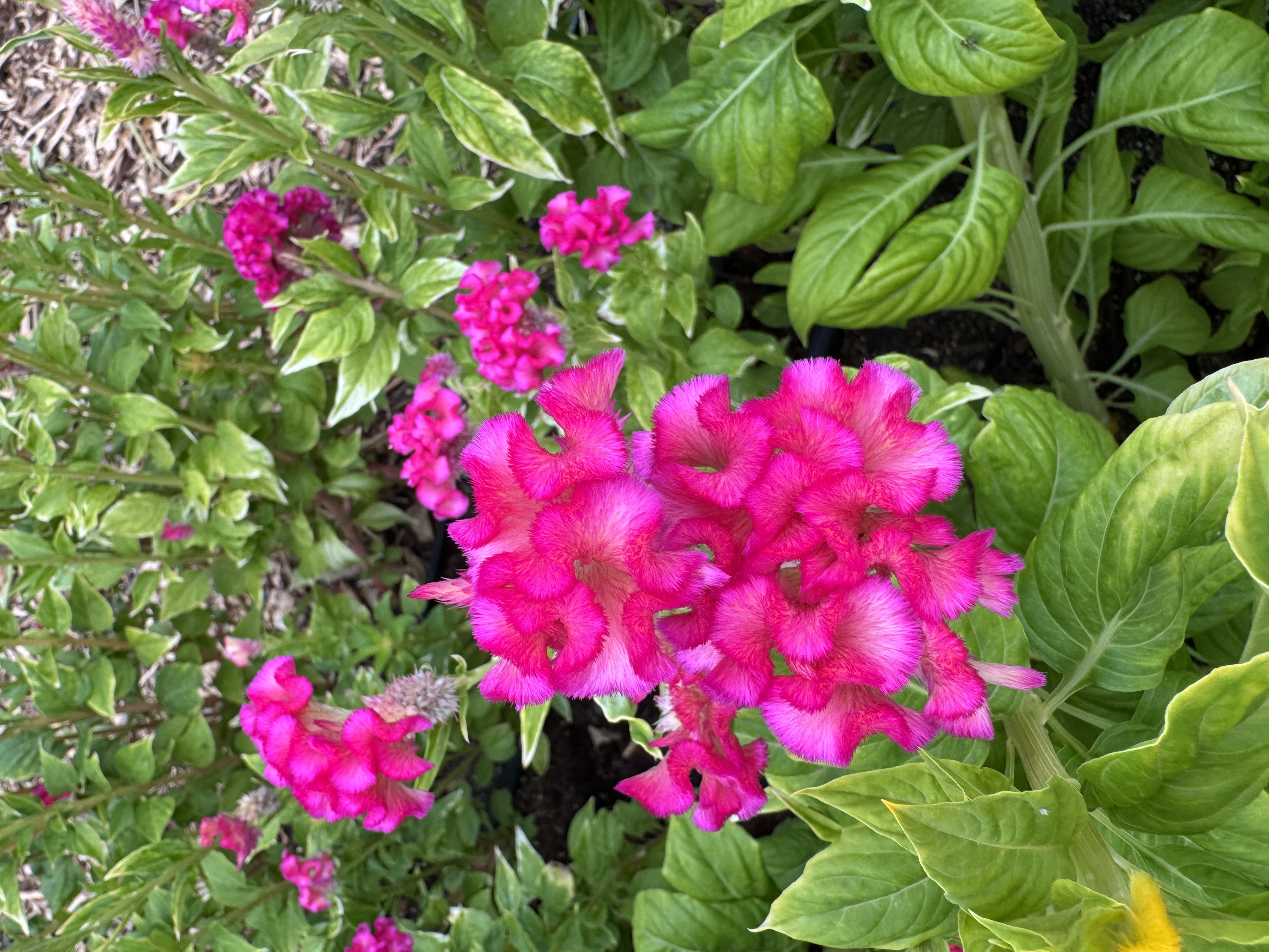 CELOSIA argentea var. cristata Chief Rose