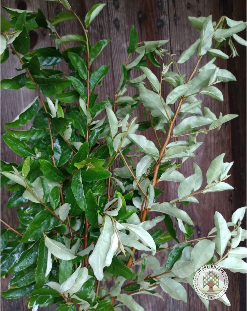 ELAEAGNUS umbellata