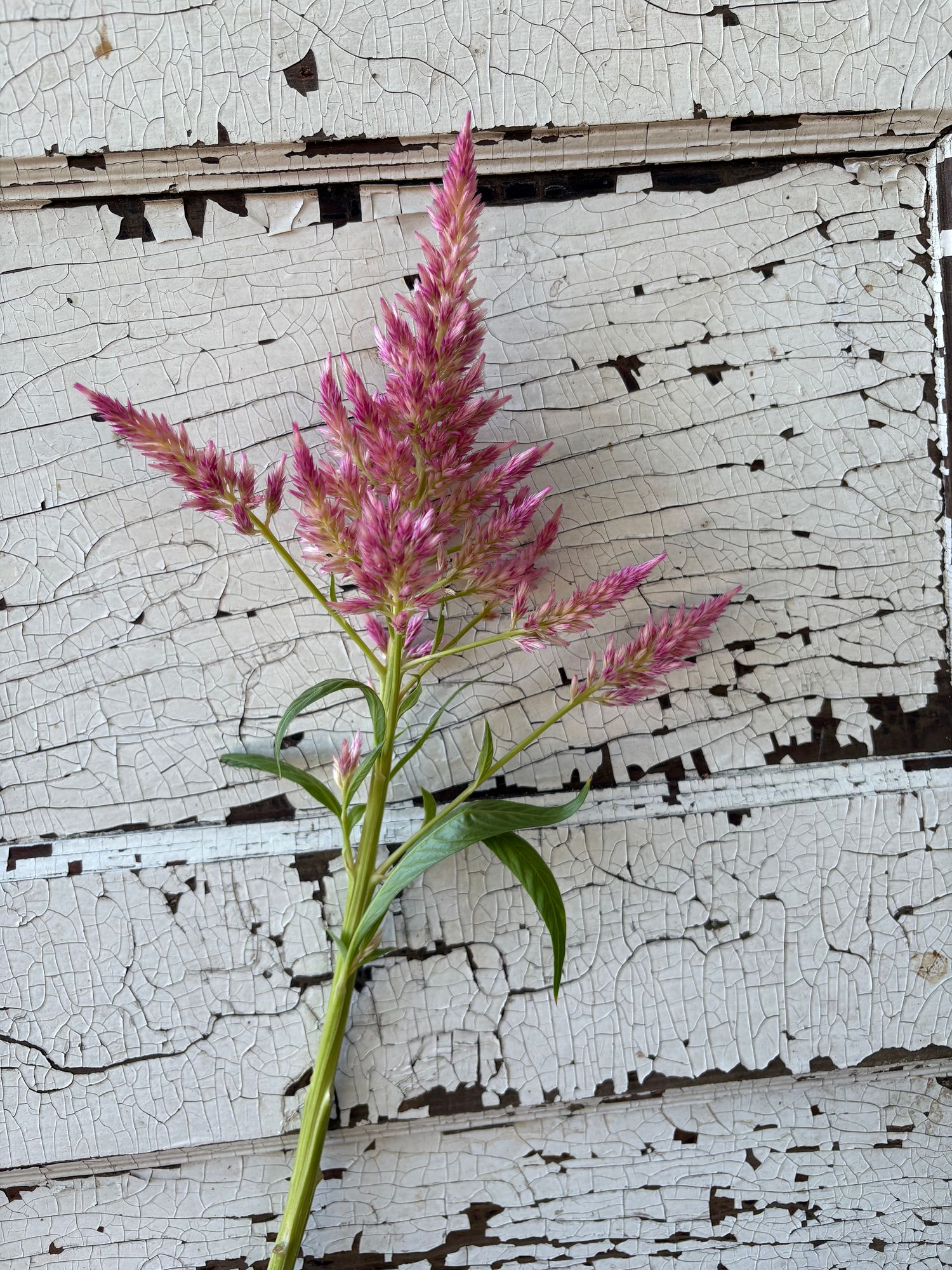 CELOSIA argentea var. spicata Shimmer