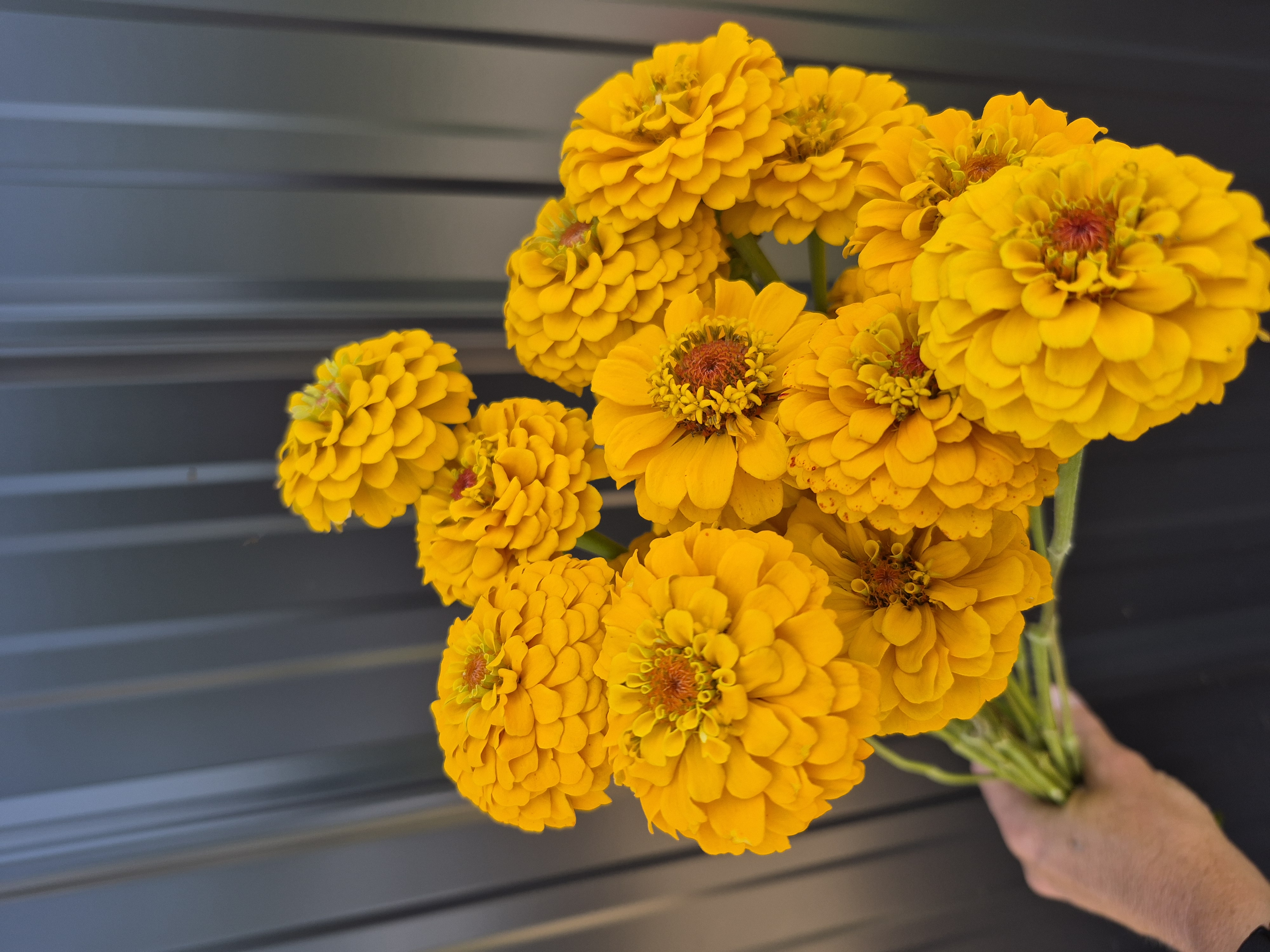 ZINNIA elegans Oklahoma Series