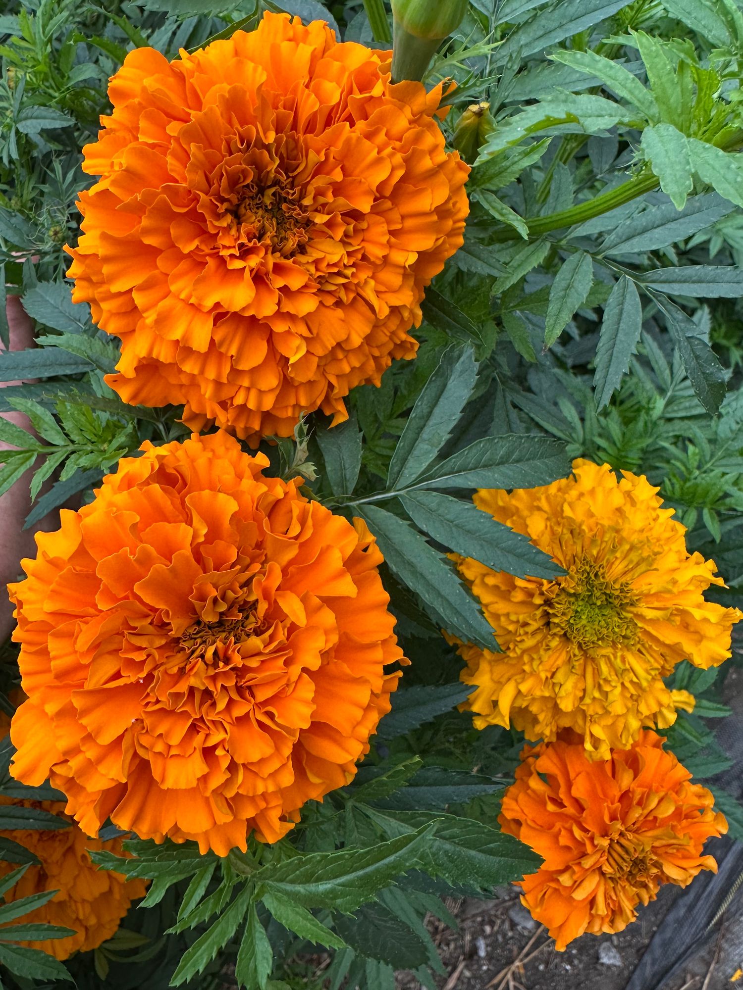 TAGETES erecta