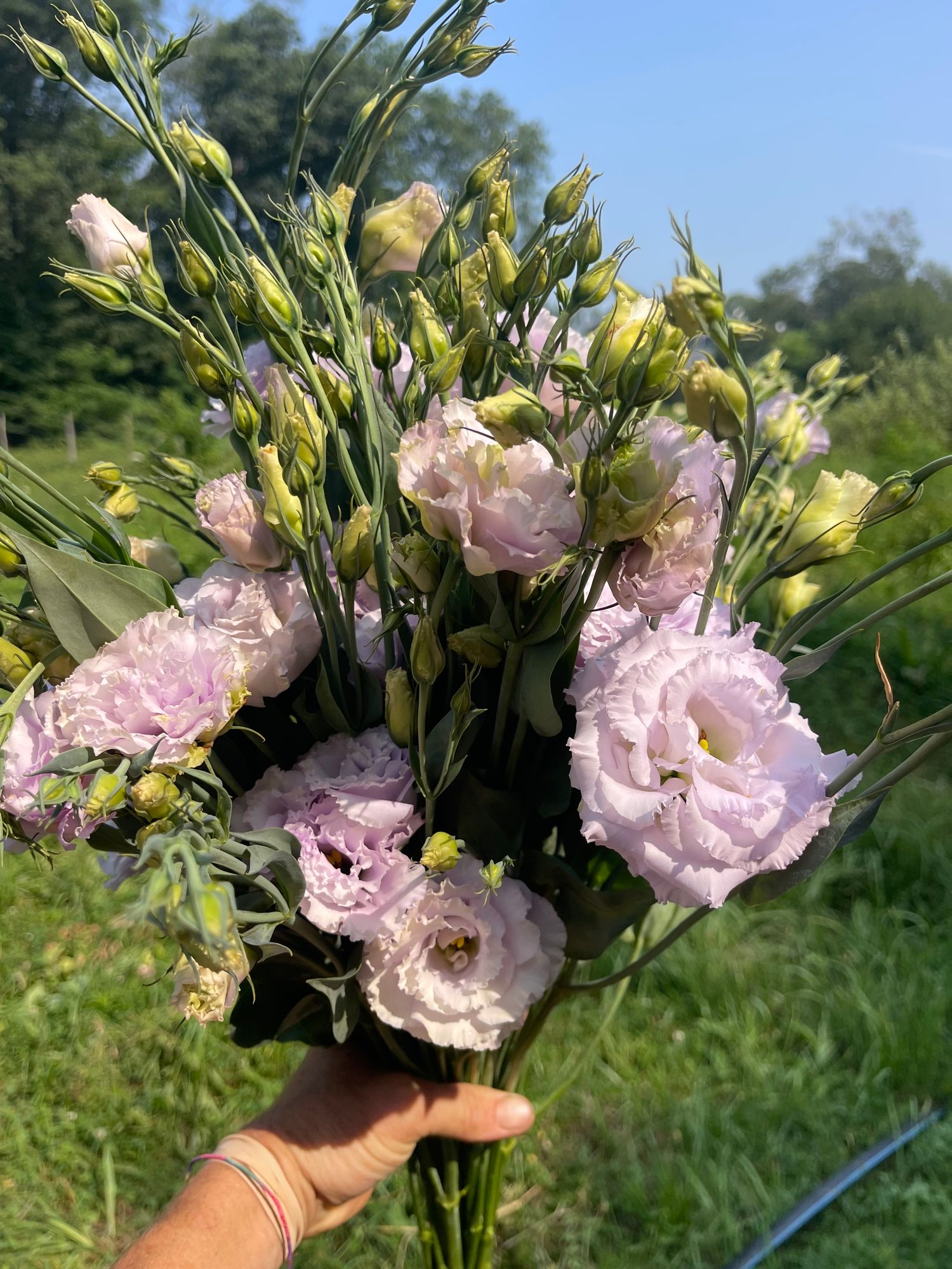 EUSTOMA grandiflorum Echo
