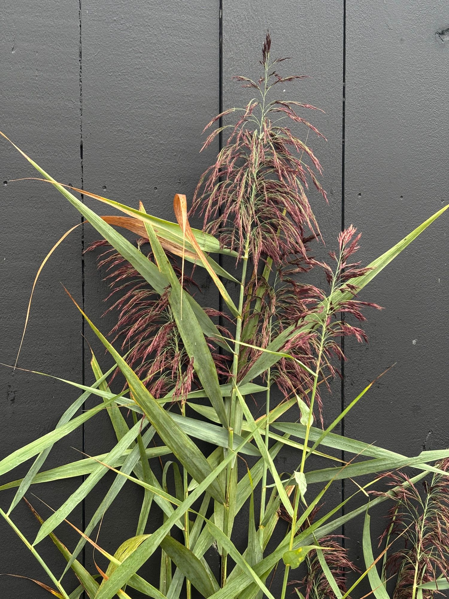 PHRAGMITES australis