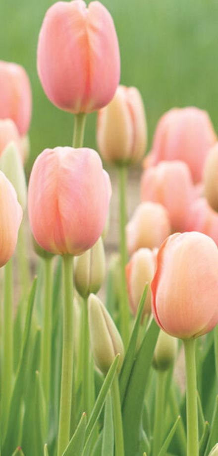 TULIPA Menton