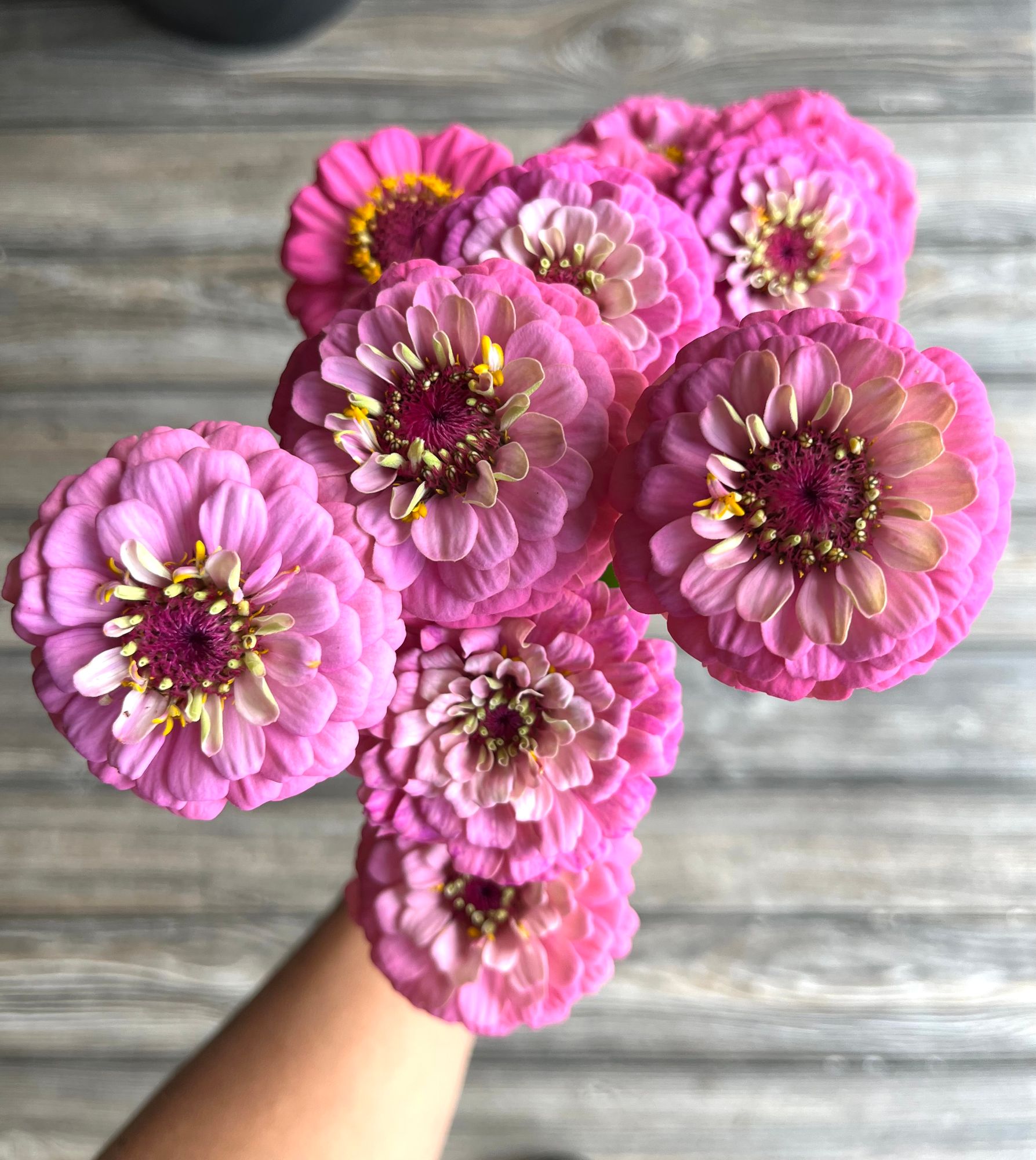 ZINNIA elegans Oklahoma Series