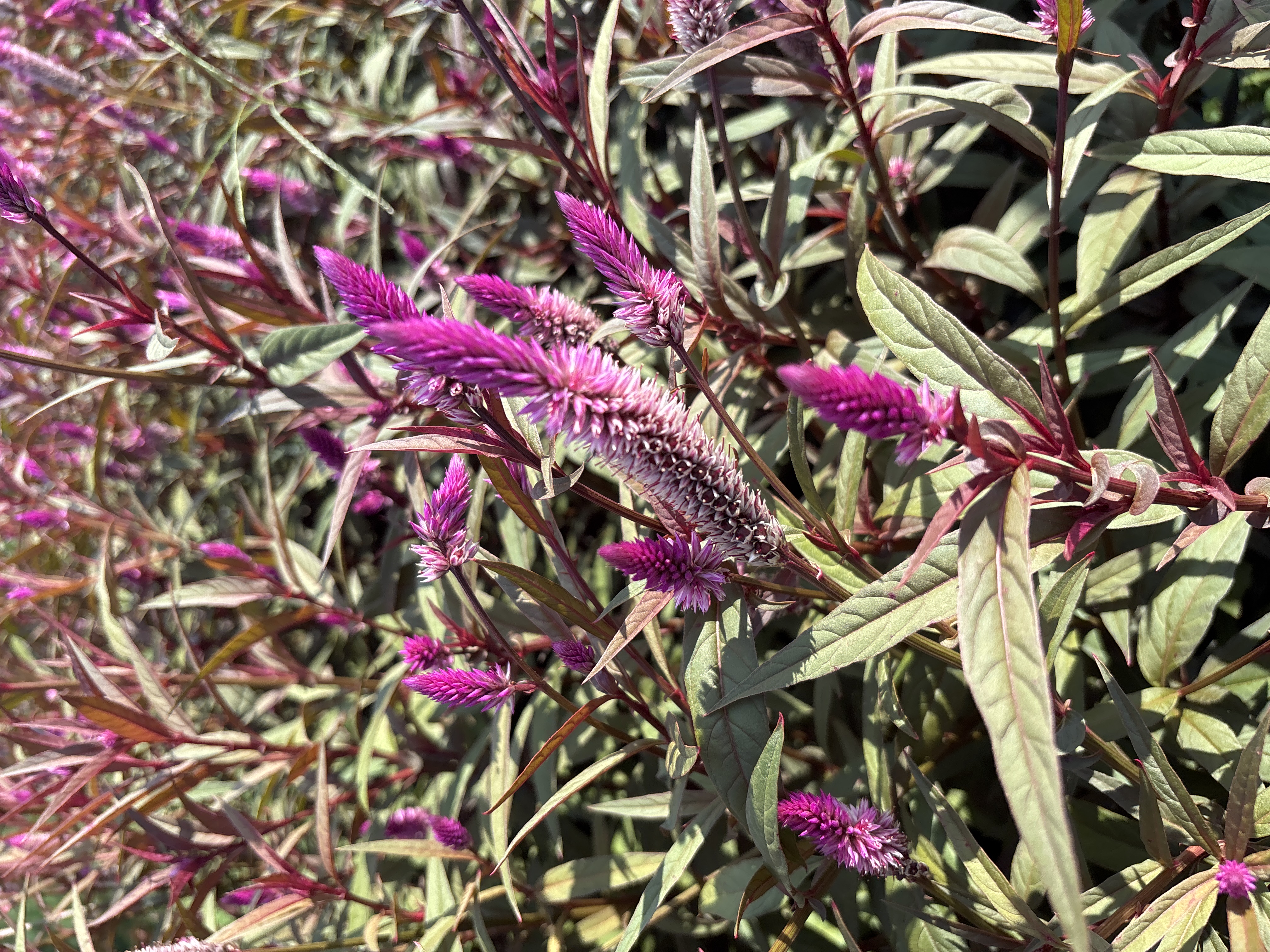 CELOSIA argentea spicata Flamingo Purple