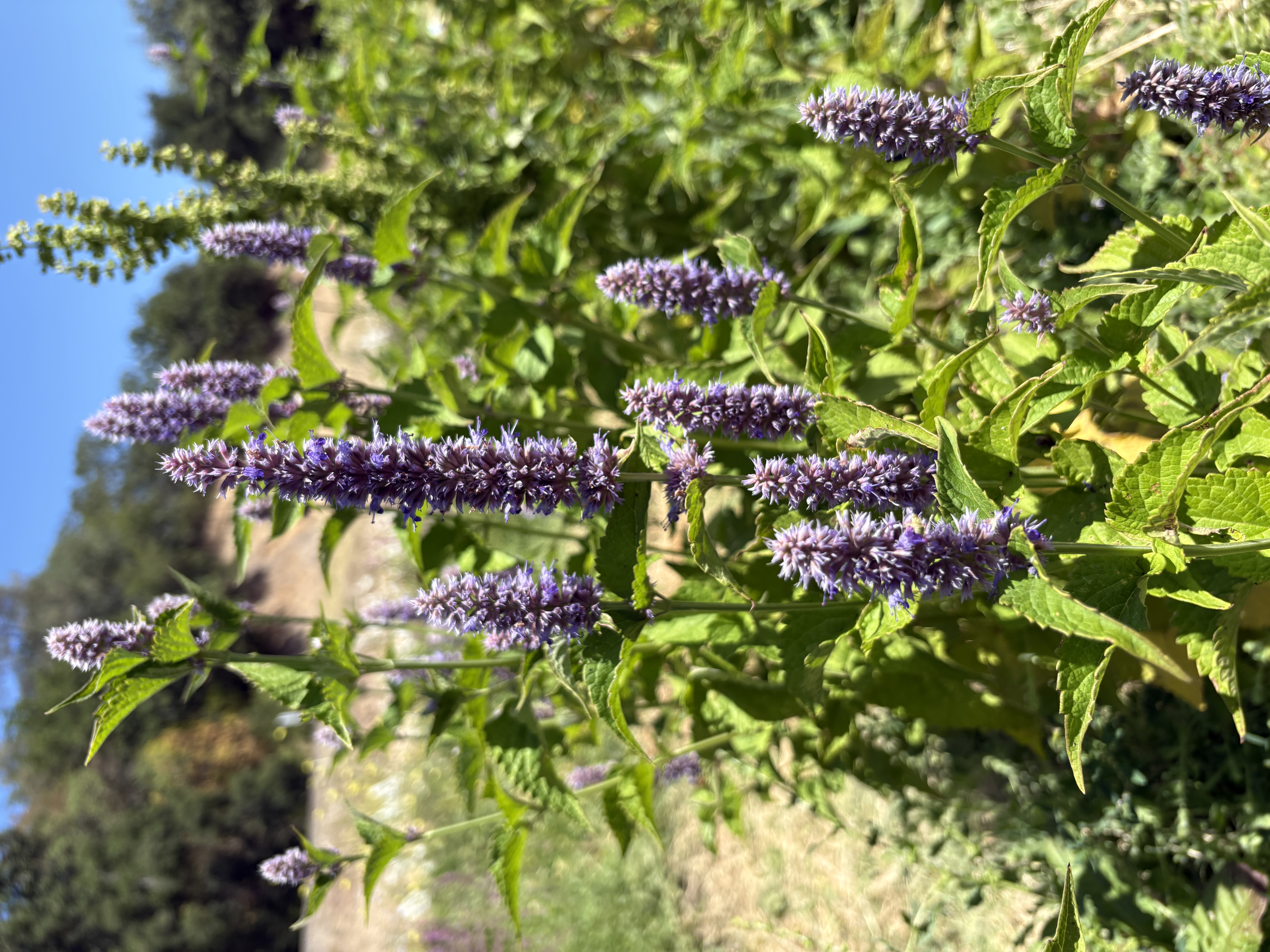 AGASTACHE rugosa