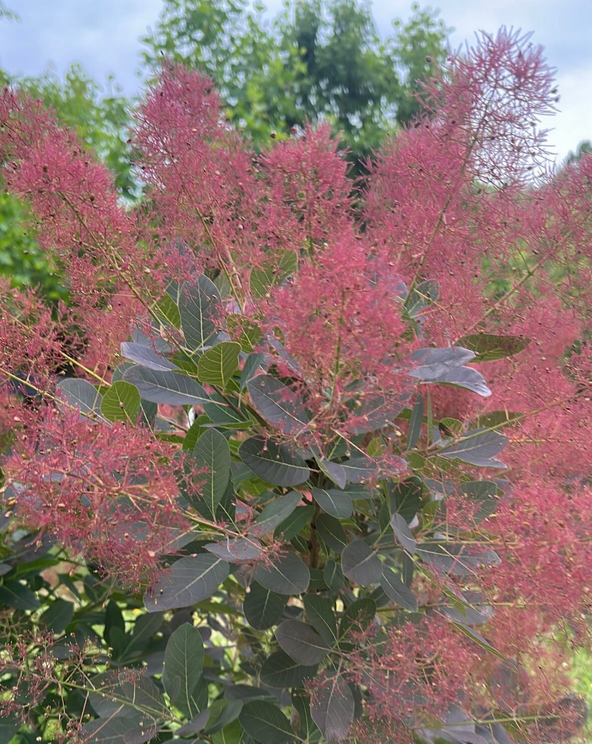 COTINUS coggygria