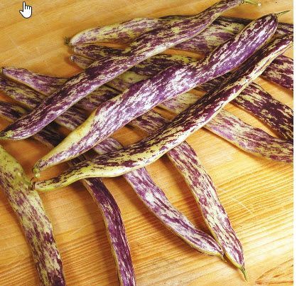 Legumes: Beans, Purple Dragon Tongue