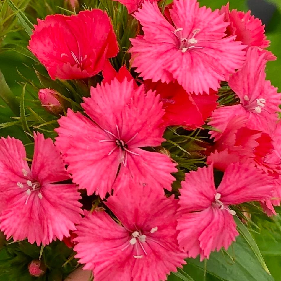 DIANTHUS barbatus Sweet Coral