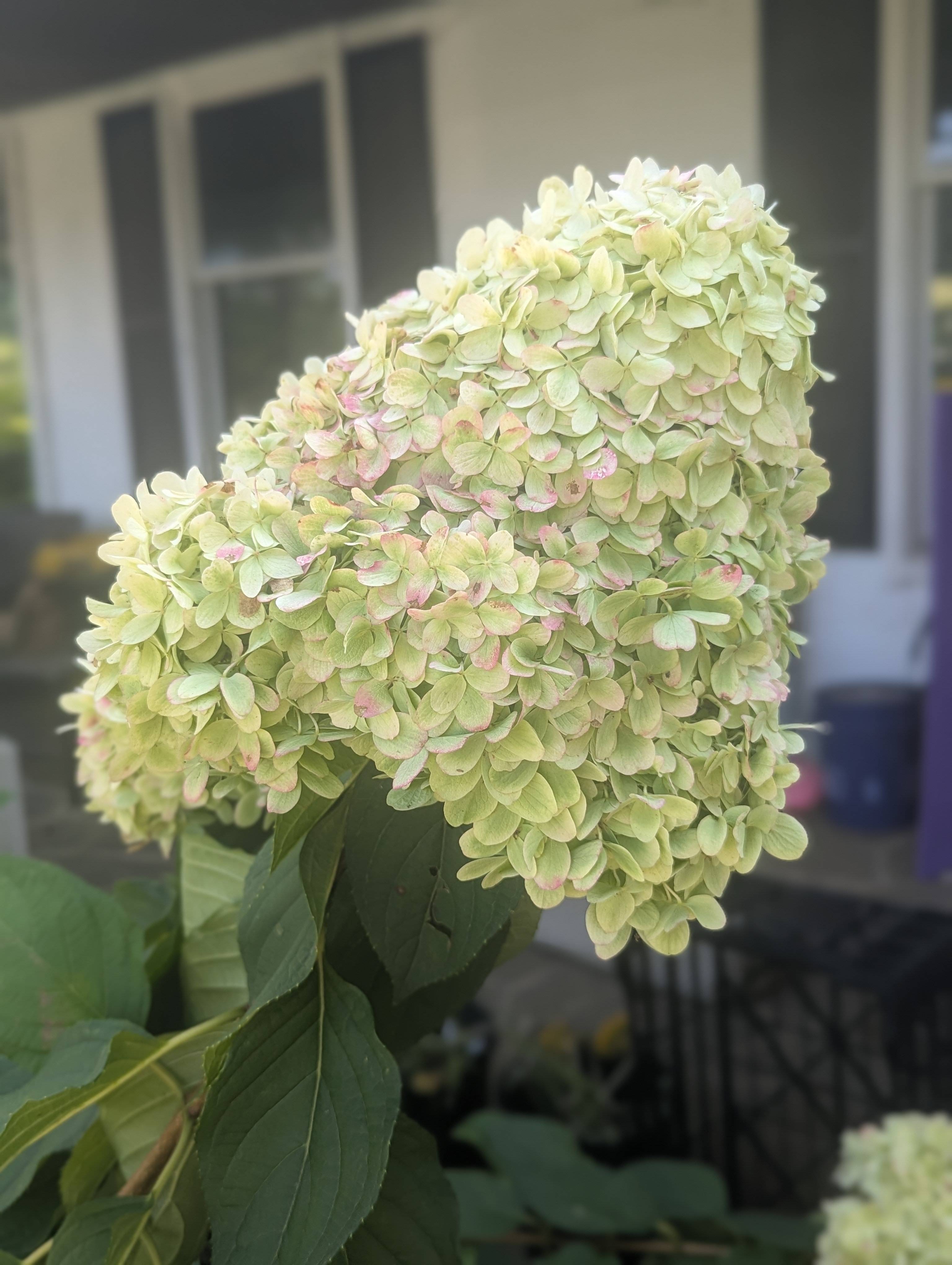 HYDRANGEA paniculata Limelight