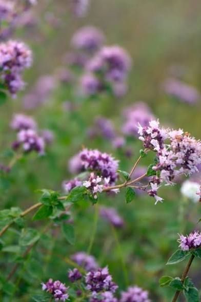 ORIGANUM vulgare ssp. hirtum
