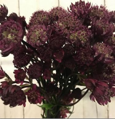 ASTRANTIA major