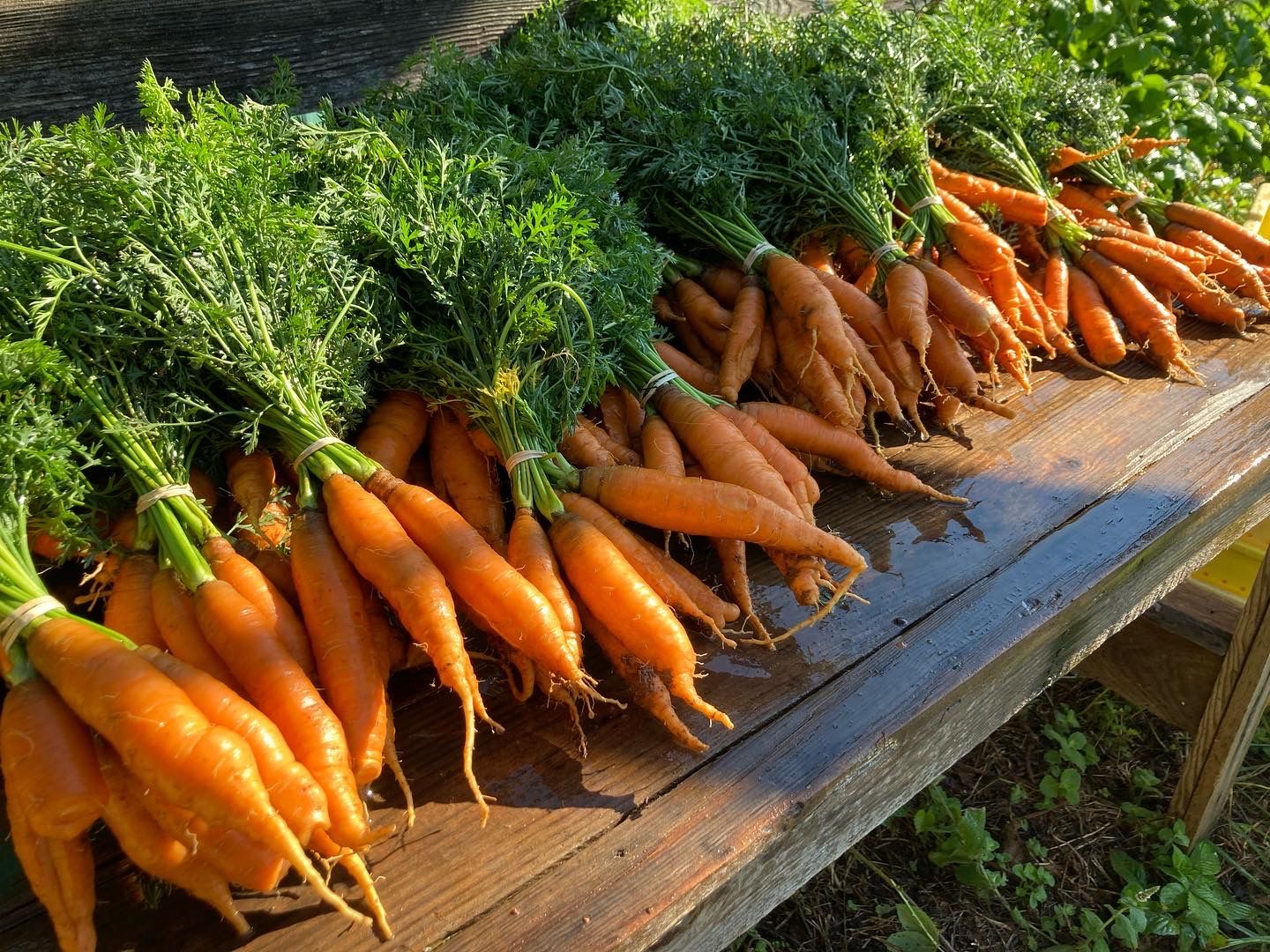Carrots, bagged