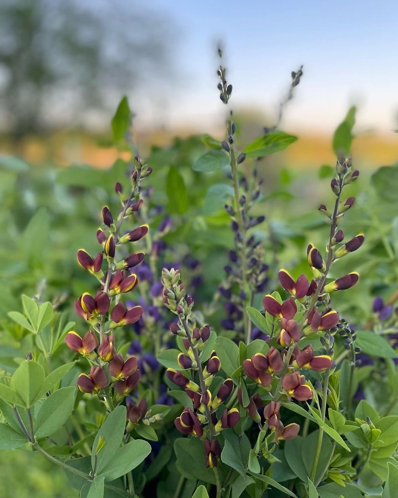 BAPTISIA x Decadence Cherries Jubilee