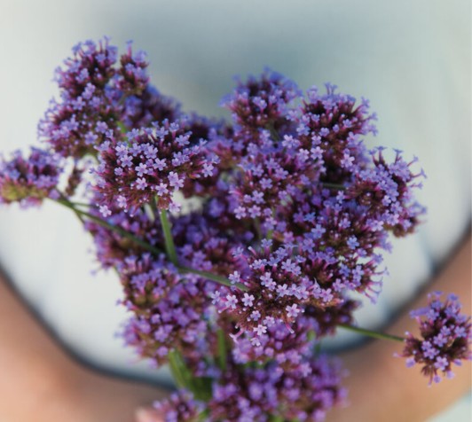 VERBENA bonariensis